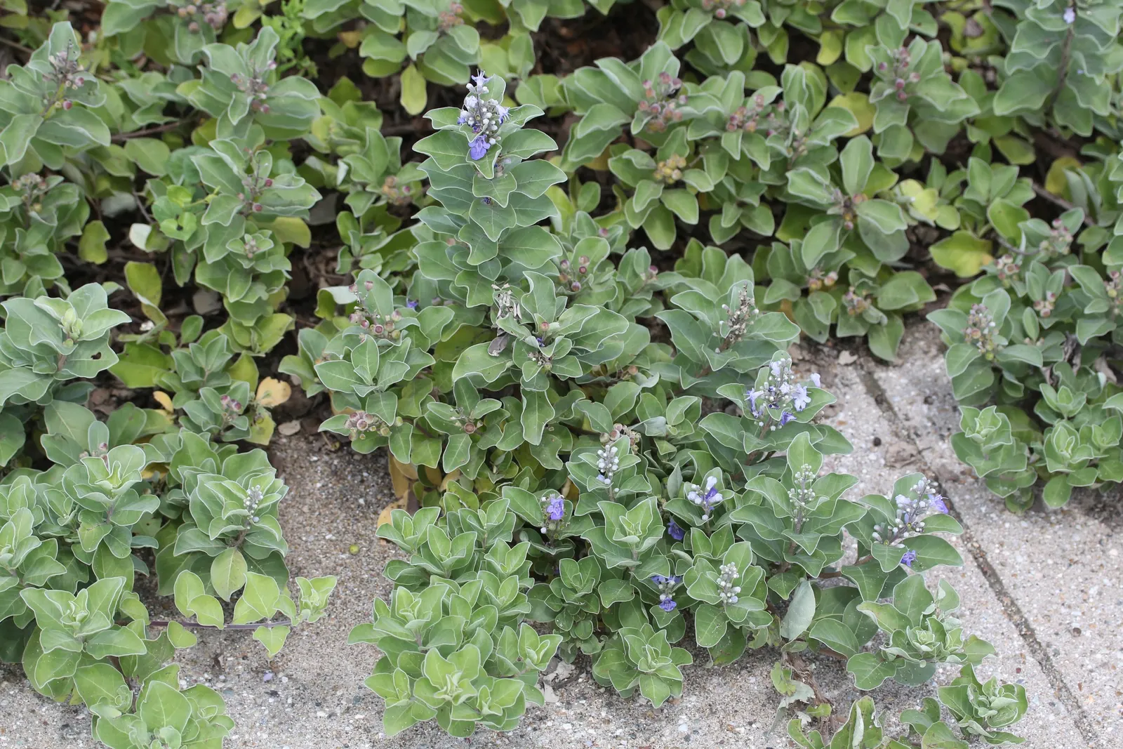 Beach Vitex (Vitex Rotundifolia) — low-maintenance ground cover with vibrant seasonal interest and ecological benefits for coastal gardens; its, image 78