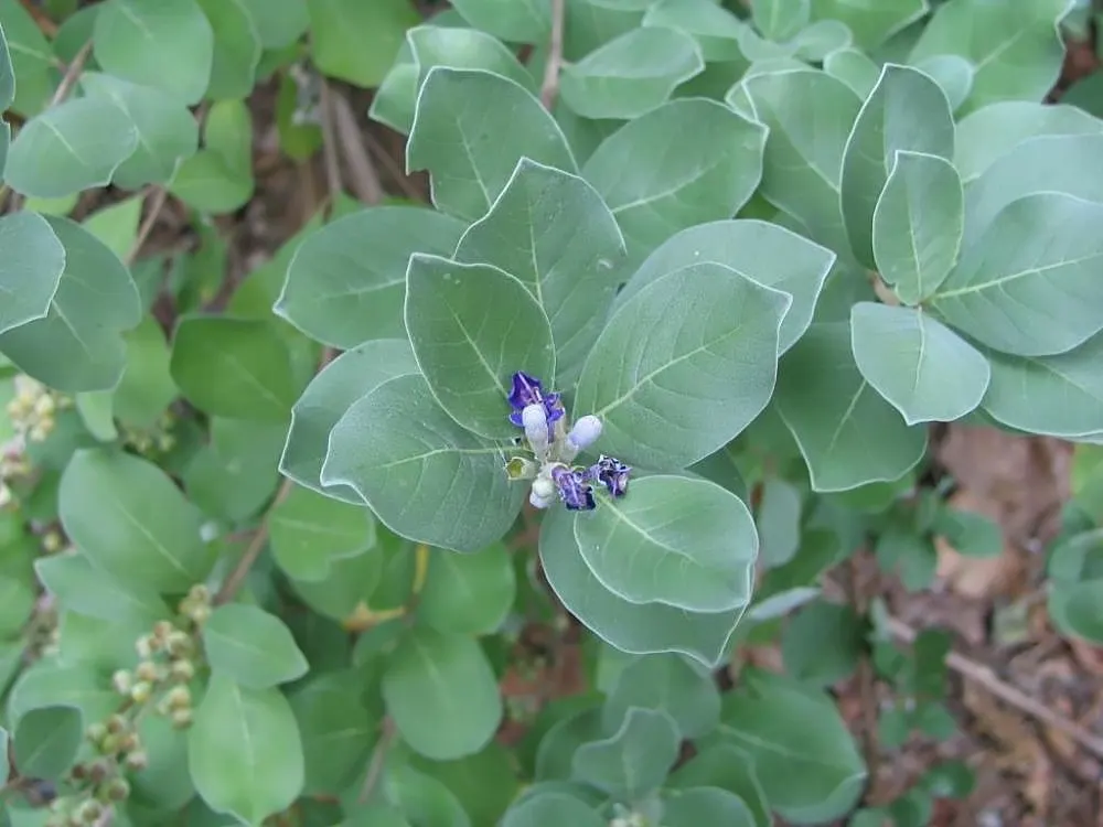 Beach Vitex (Vitex Rotundifolia) — also scientifically known as Vitex rotundifolia; making it a resilient choice for seaside gardens