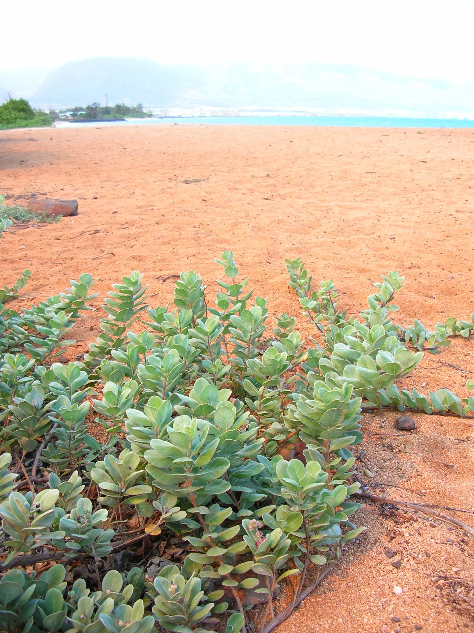 Beach Vitex (Vitex Rotundifolia) — low-maintenance ground cover with vibrant seasonal interest and ecological benefits for coastal gardens; its rounded