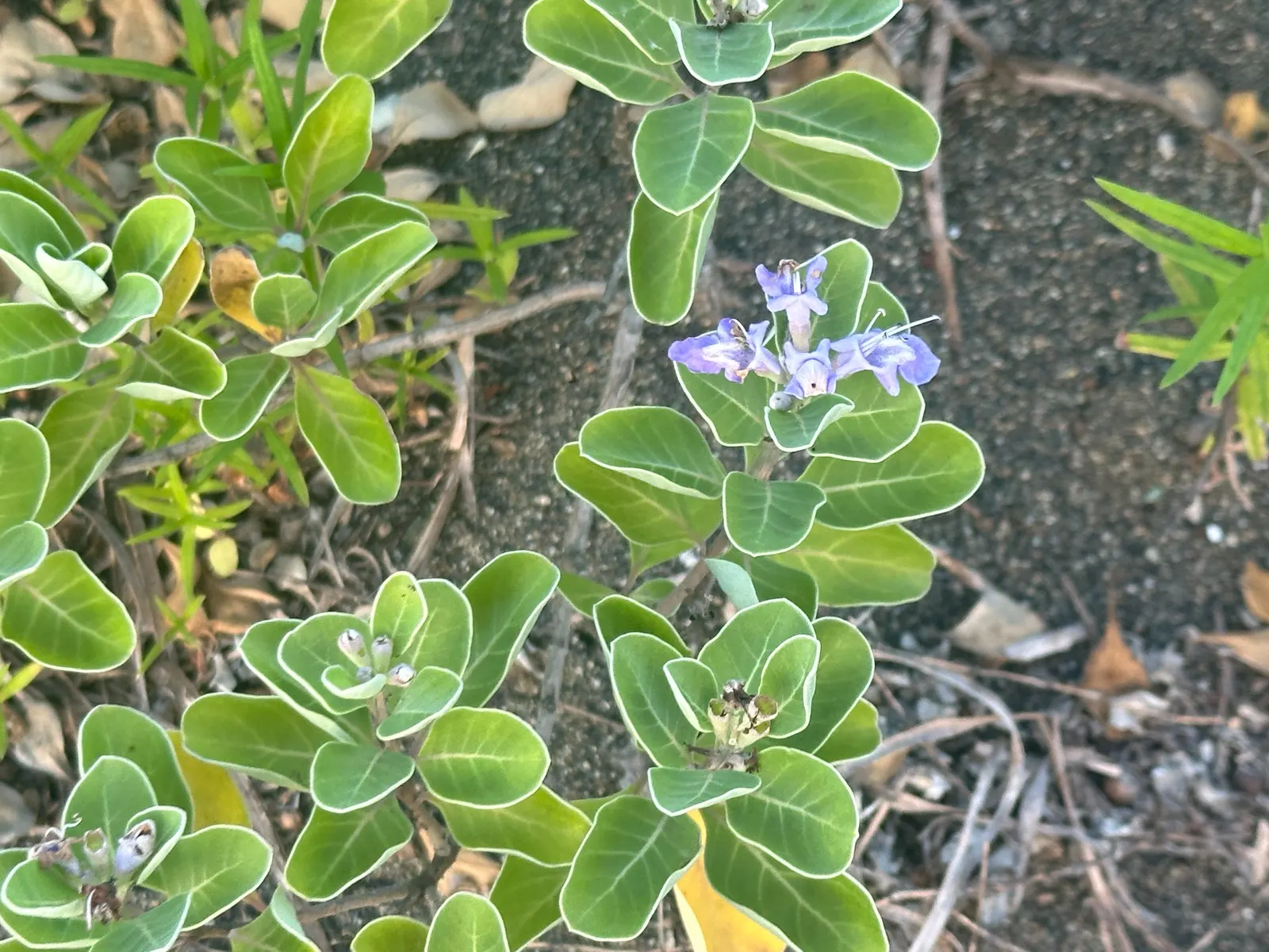 Beach Vitex (Vitex Rotundifolia) — reaching 1-2 ft tall with sprawling stems that can extend up to 12 ft; and are typically about 1 to 2 inches long
