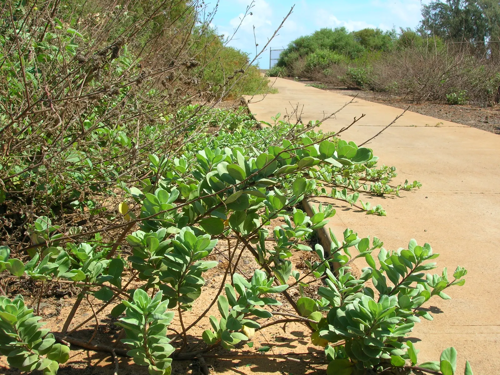Beach Vitex (Vitex Rotundifolia) — also scientifically known as Vitex rotundifolia