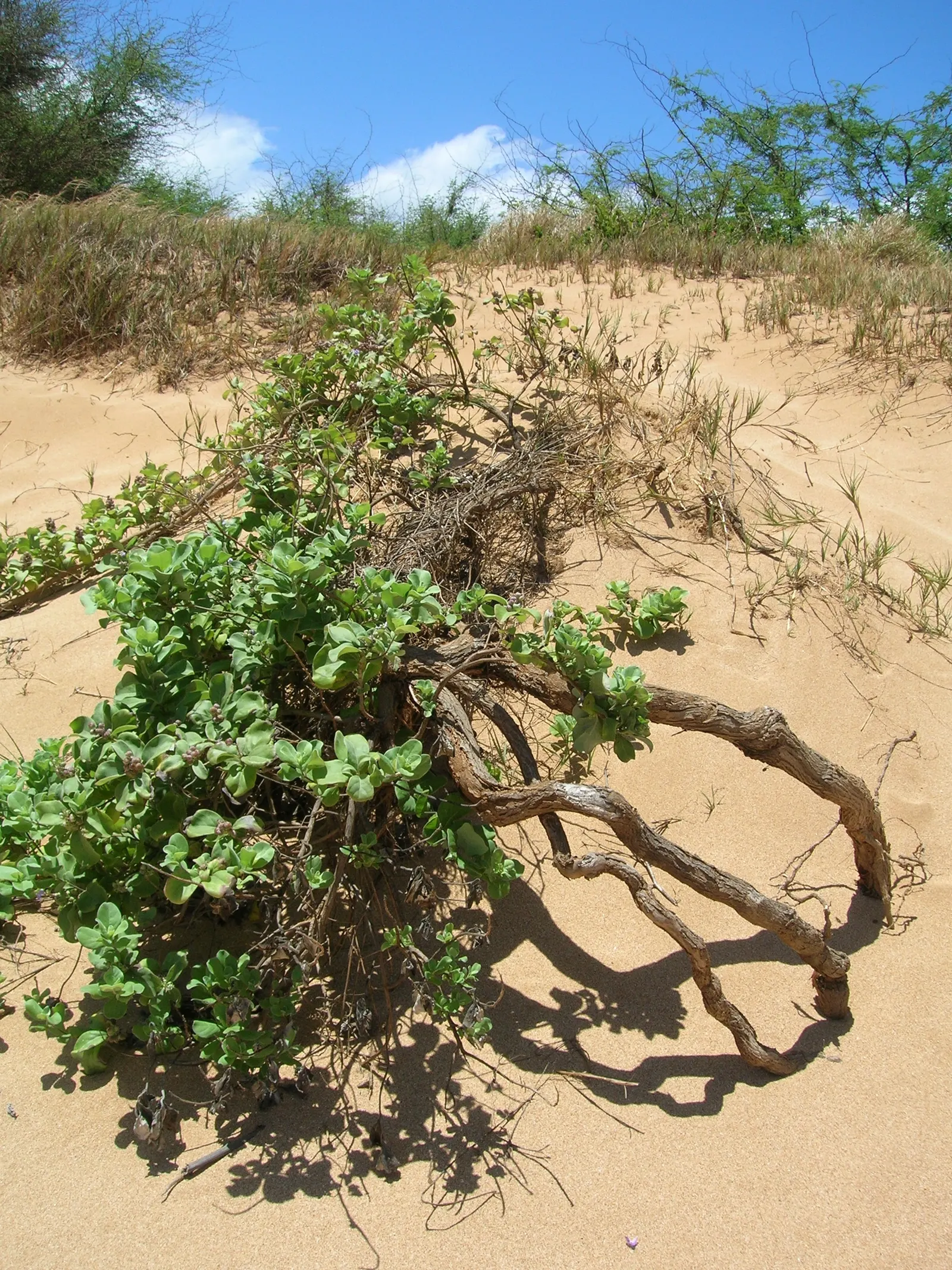 Beach Vitex (Vitex Rotundifolia) — each ranging from 1 to 3 inches in length, image 41