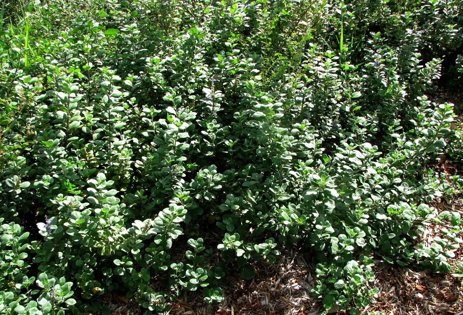 Beach Vitex (Vitex Rotundifolia) — consider the potential space Beach Vitex may occupy and its ability to propagate