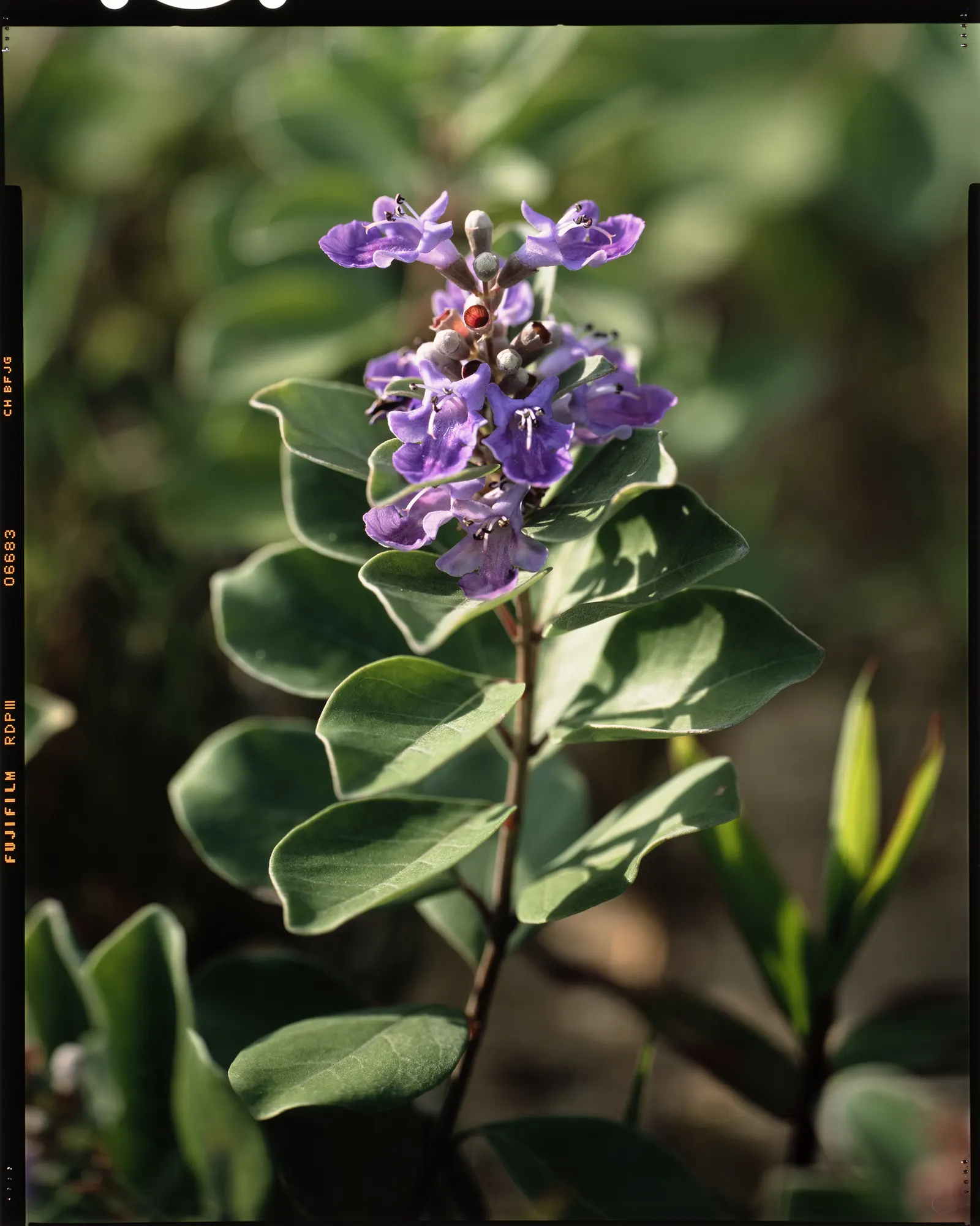 Beach Vitex (Vitex Rotundifolia) — each ranging from 1 to 3 inches in length