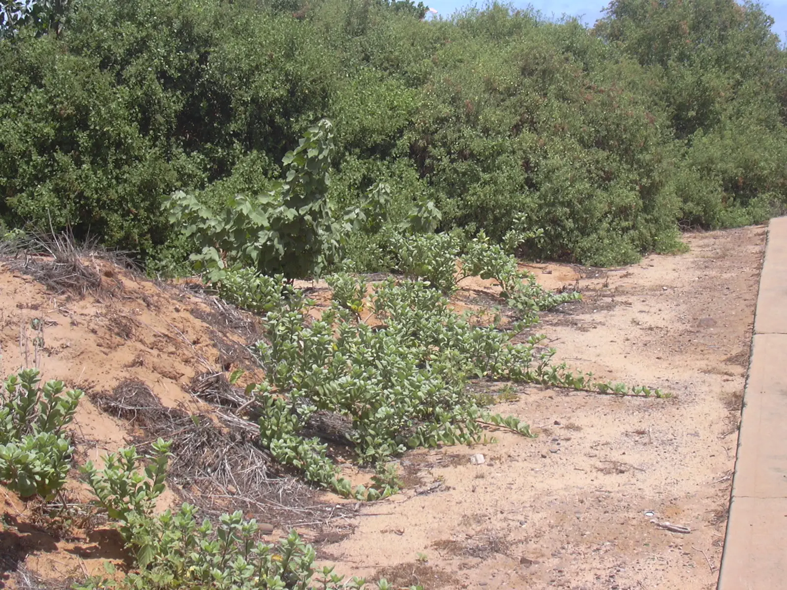 Beach Vitex (Vitex Rotundifolia) — Ideal for erosion control and xeriscaping with minimal maintenance needs