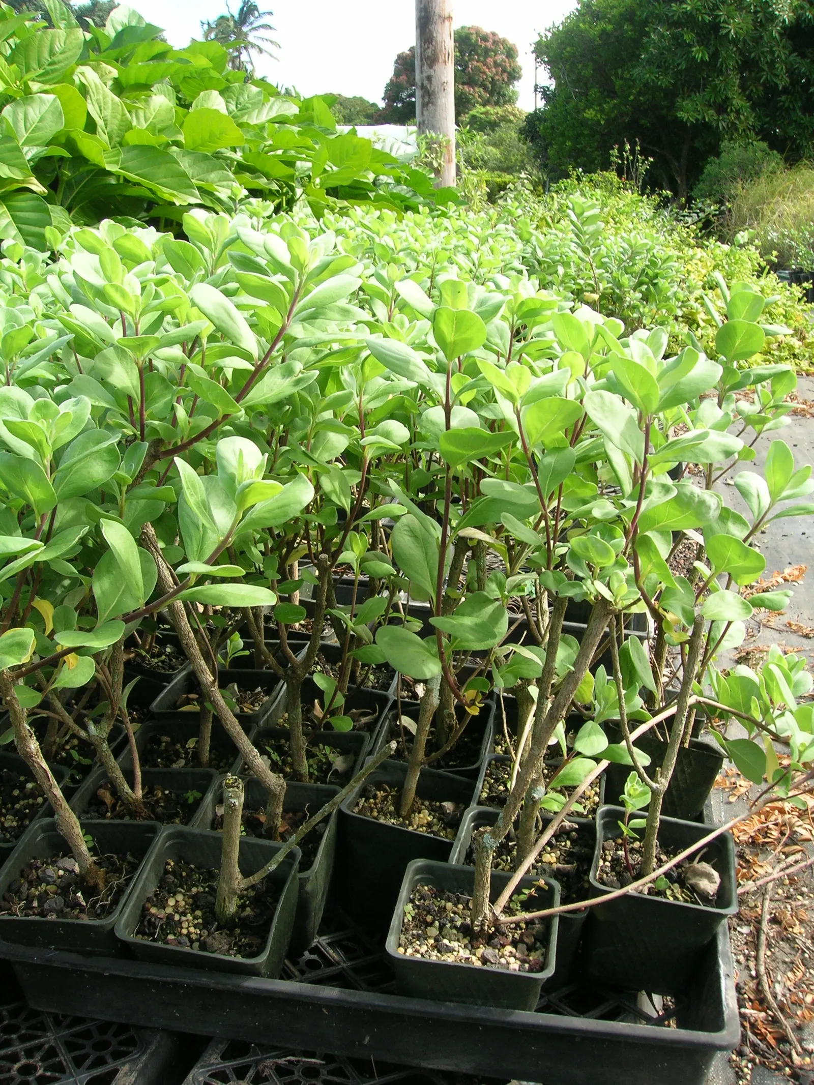 Beach Vitex (Vitex Rotundifolia) — This plant requires minimal upkeep once established; reaching 1-2 ft tall with sprawling stems that can extend up to 12 ft