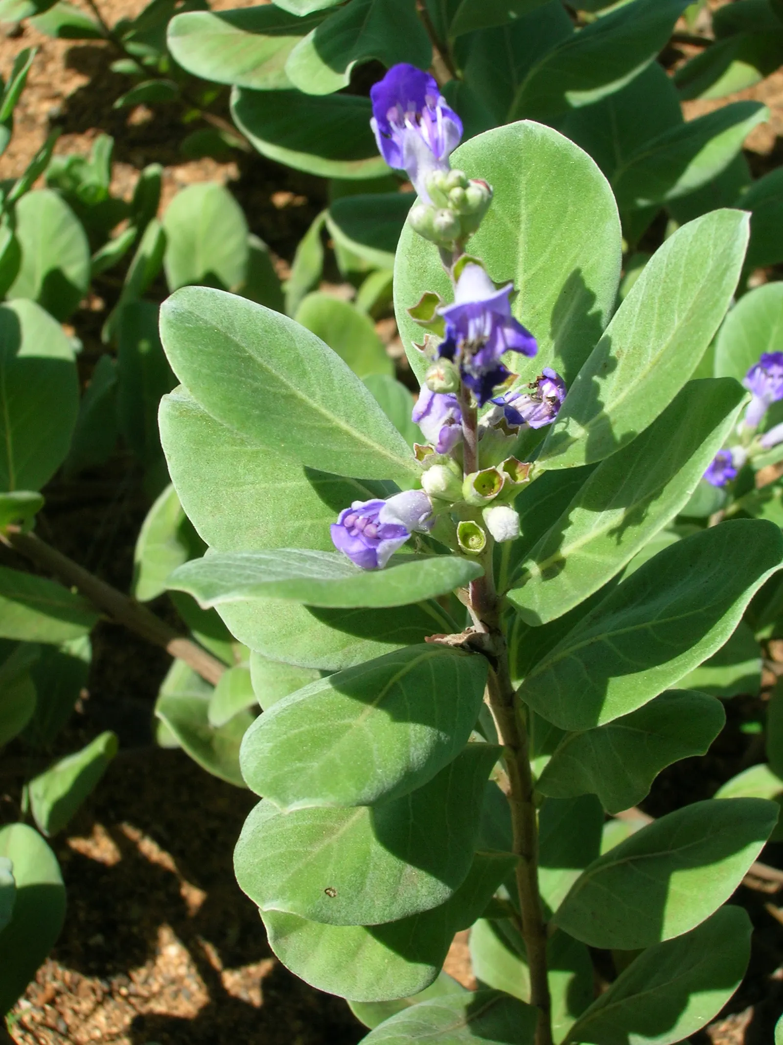 Beach Vitex (Vitex Rotundifolia) — Hardy in USDA zones 6-11, it thrives in full sun and well-draining soil