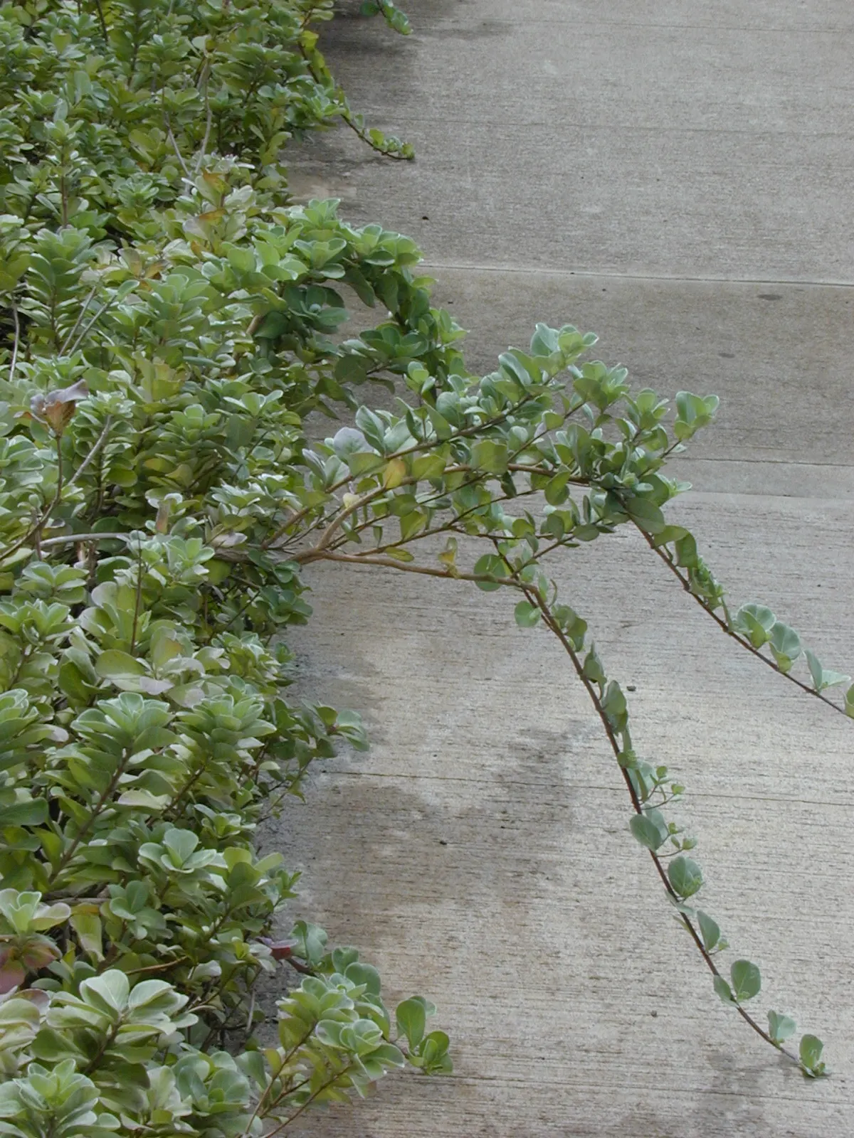 Beach Vitex (Vitex Rotundifolia) — Ideal for erosion control and xeriscaping with minimal maintenance needs; throughout the summer months