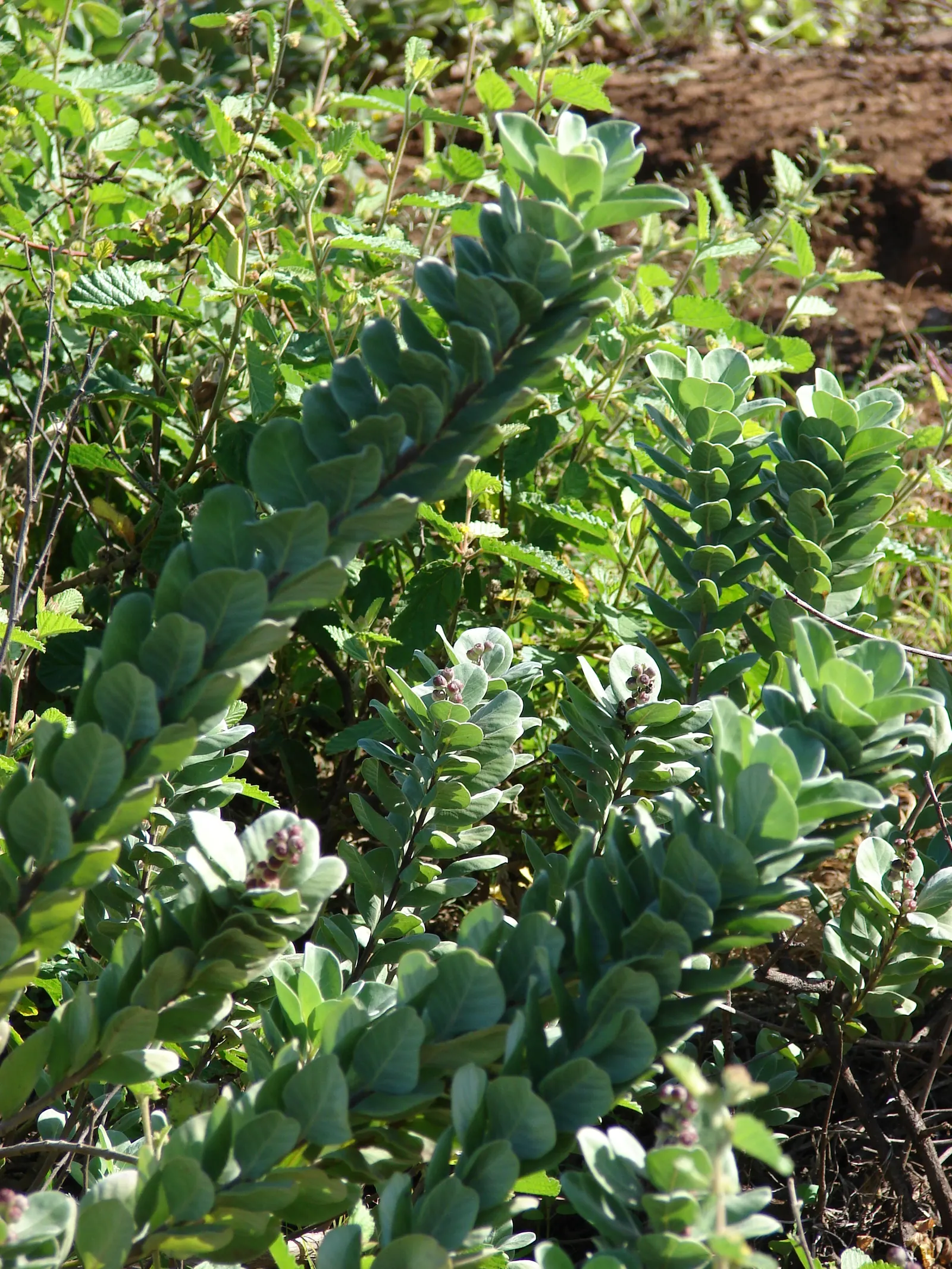 Beach Vitex (Vitex Rotundifolia) — consider the potential space Beach Vitex may occupy and its ability to propagate, image 77