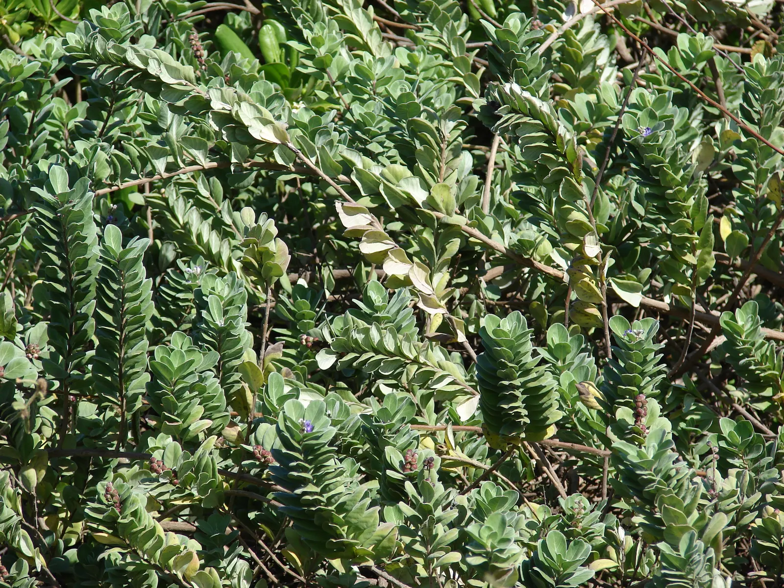Beach Vitex (Vitex Rotundifolia) — Beach Vitex blooms with striking purple to violet flower spikes; also scientifically known as Vitex rotundifolia