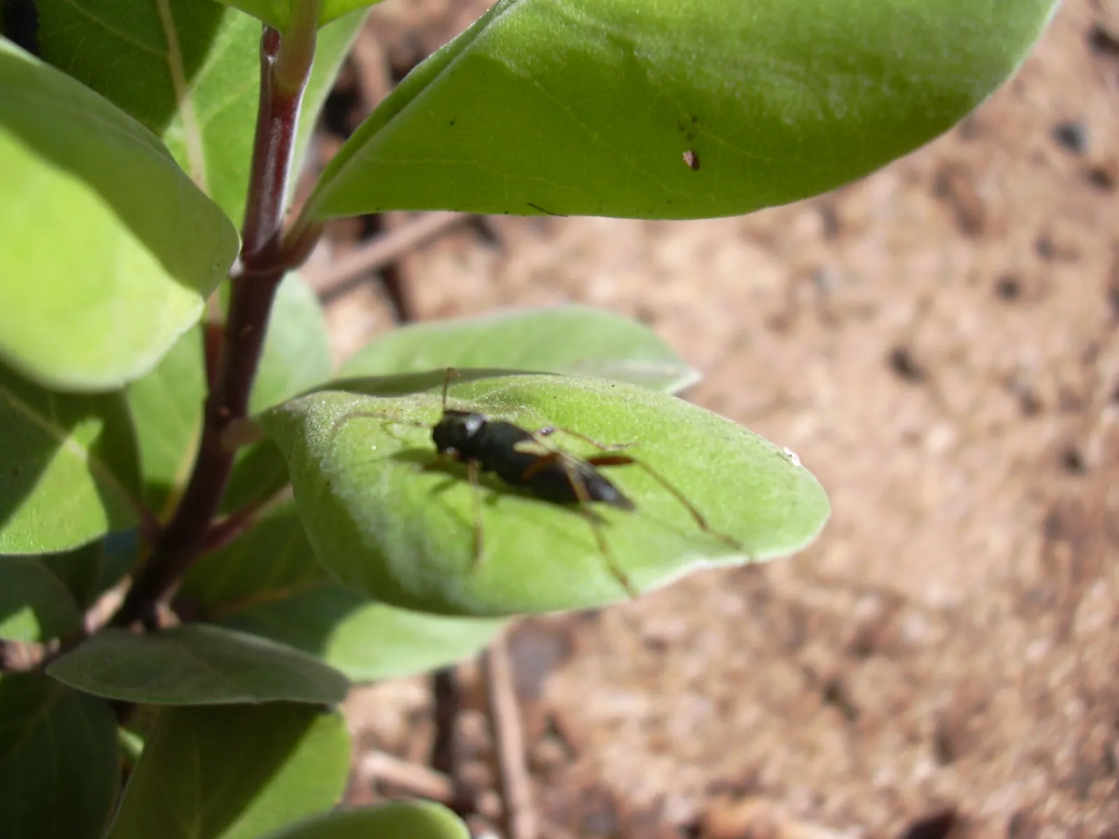 Beach Vitex (Vitex Rotundifolia) — Beach Vitex blooms with striking purple to violet flower spikes; also scientifically known as Vitex rotundifolia, image 67