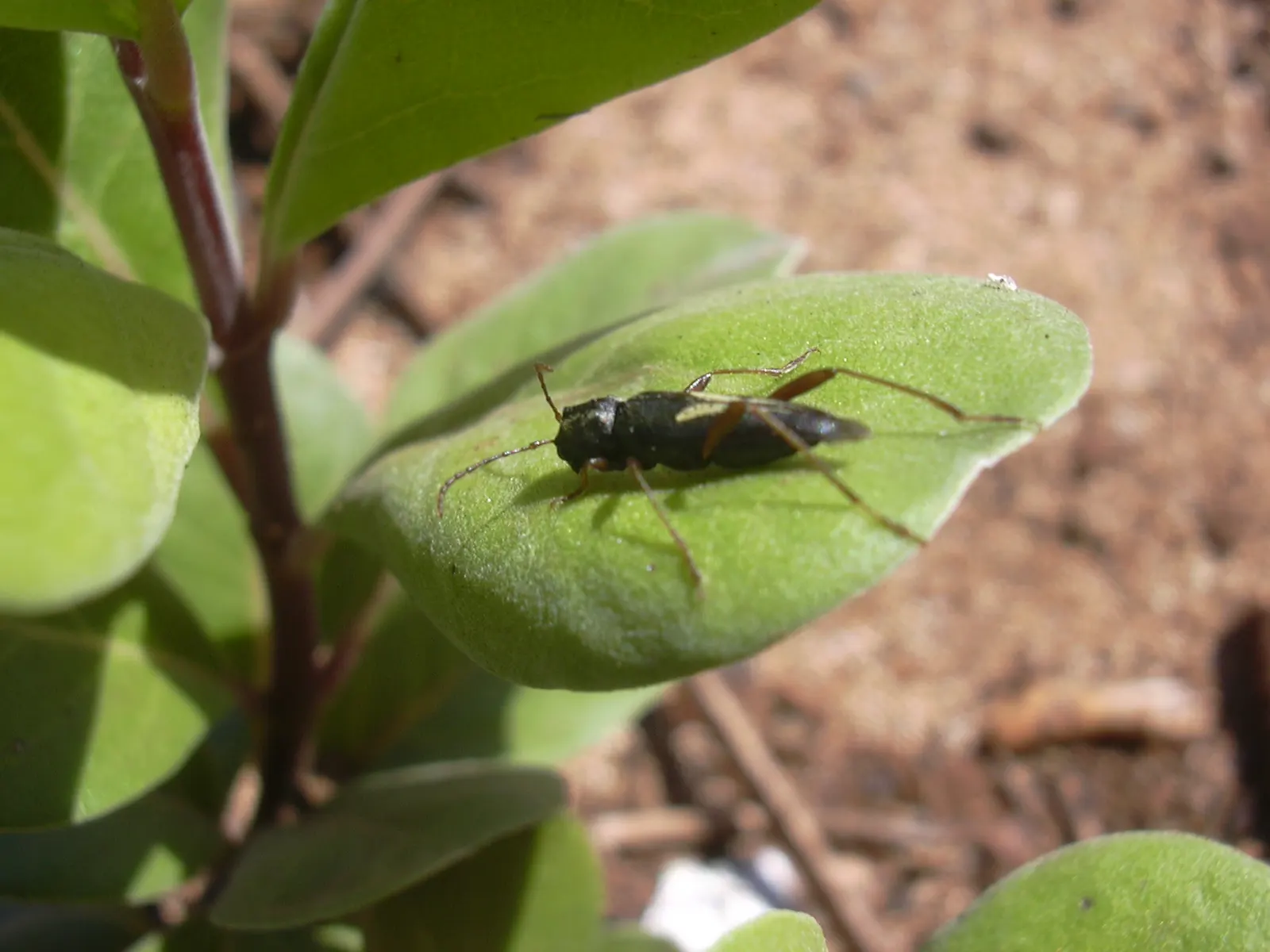 Beach Vitex (Vitex Rotundifolia) — with a critical note being its aggressive nature; thus