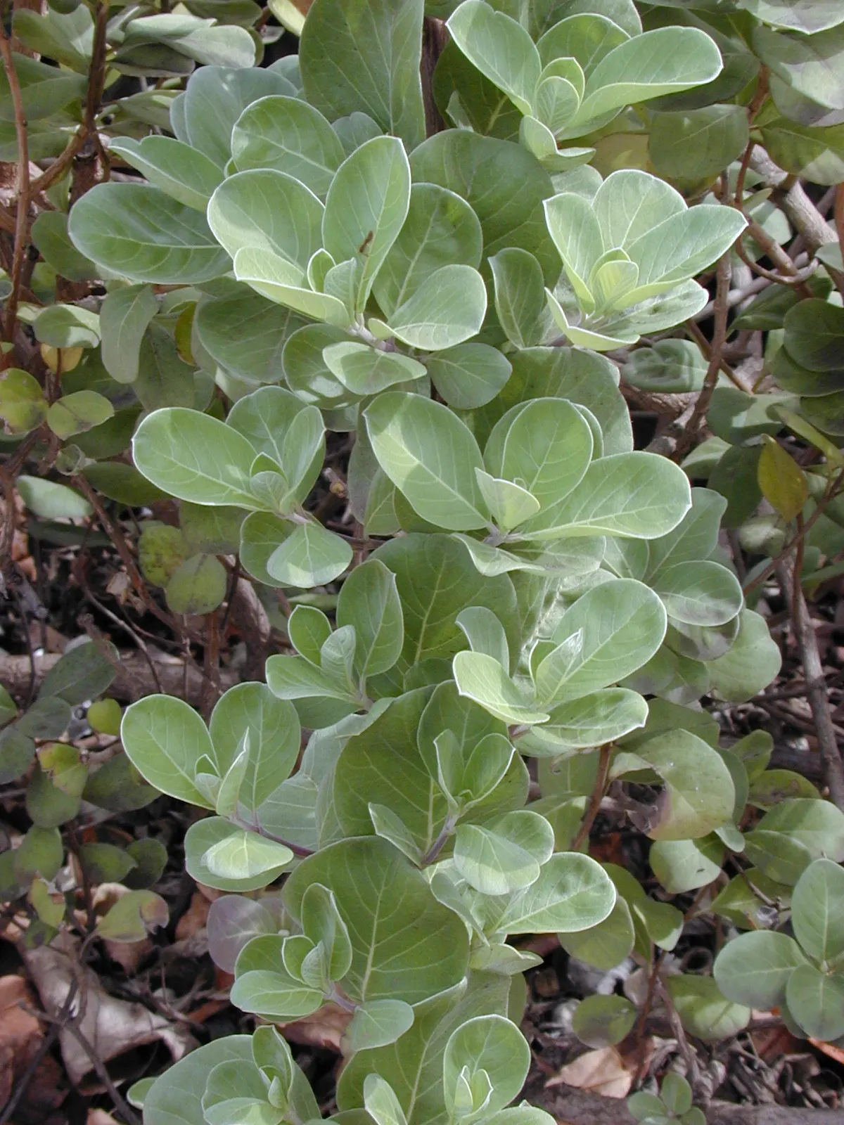 Beach Vitex (Vitex Rotundifolia) — Caution: it's considered invasive in some areas