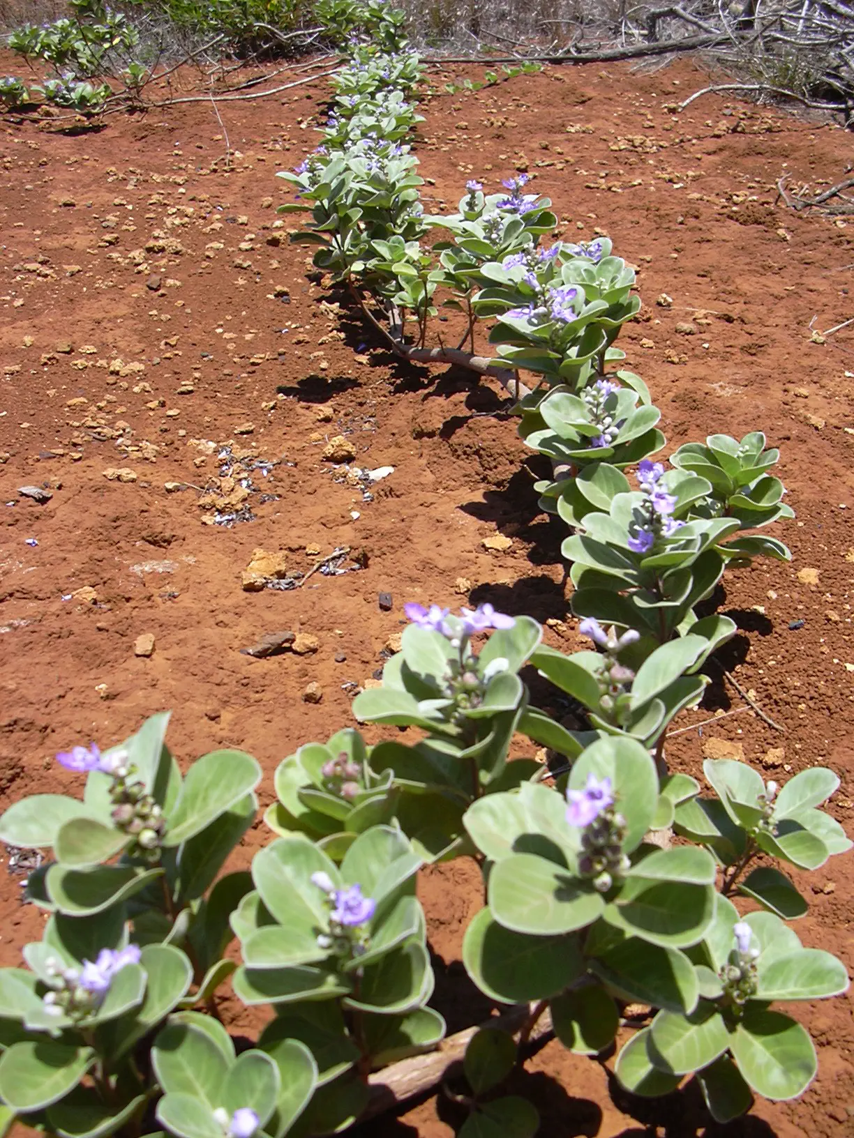 Beach Vitex (Vitex Rotundifolia) — silver-green leaves that exude a unique aroma when handled