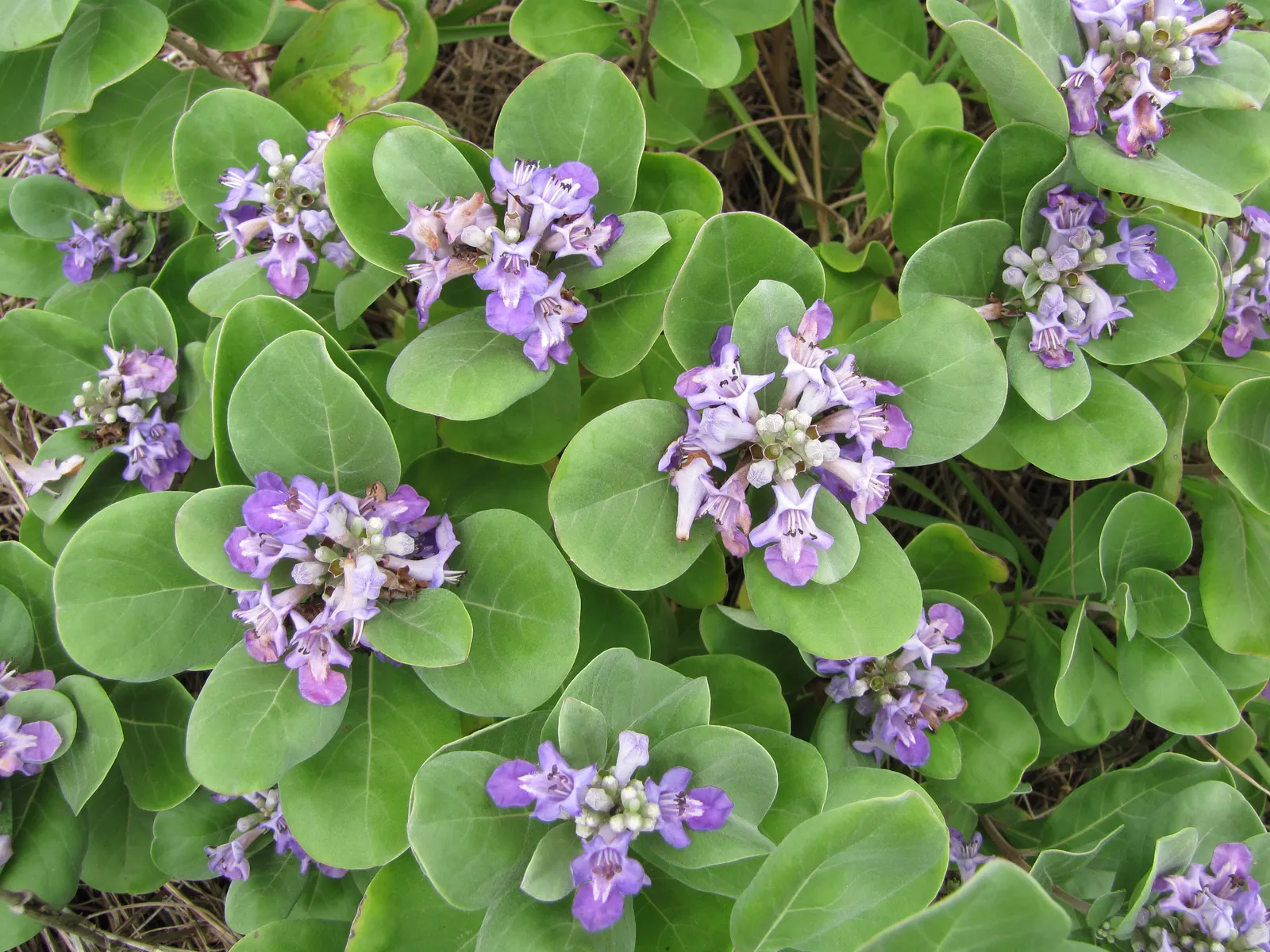 Beach Vitex (Vitex Rotundifolia) — Throughout the summer months; ground cover / shrub for full