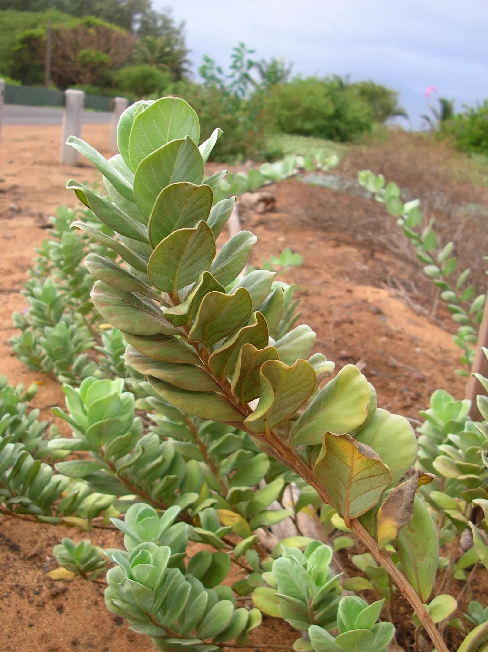 Beach Vitex (Vitex Rotundifolia) — Caution: it's considered invasive in some areas, image 32