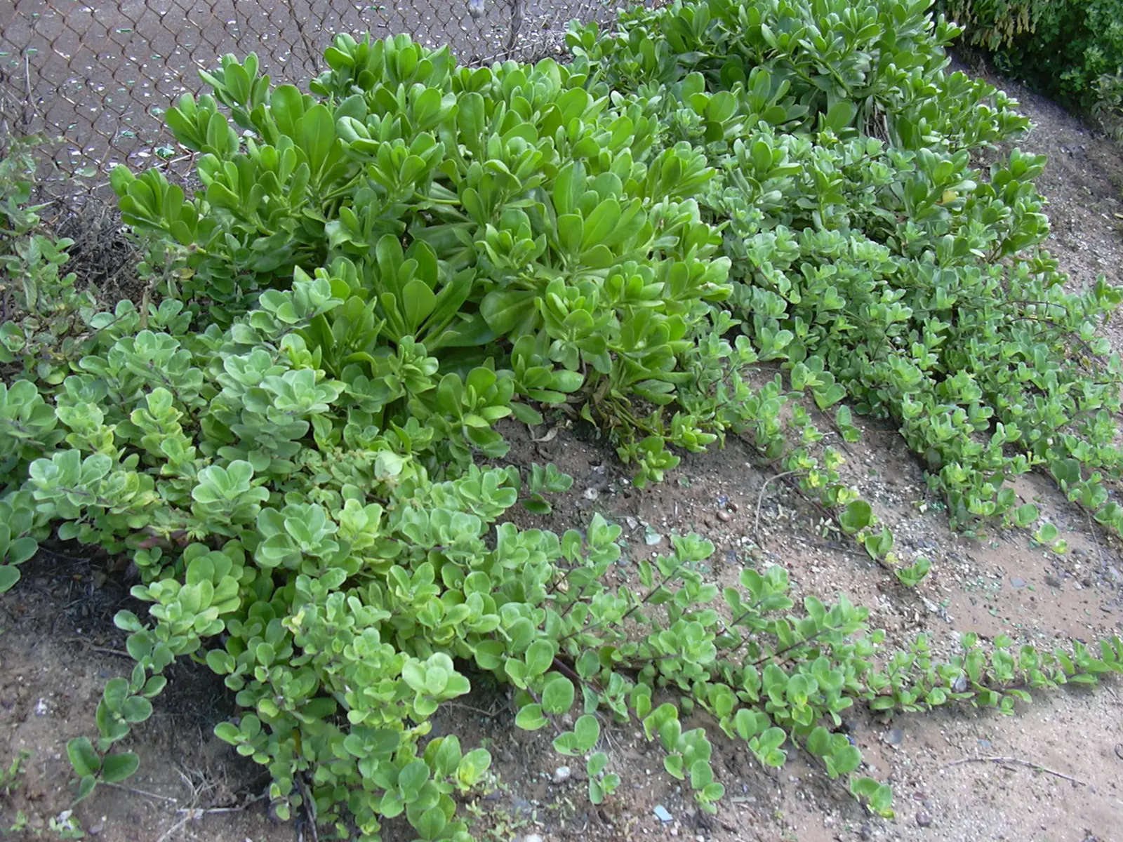 Beach Vitex (Vitex Rotundifolia) — while the shrub itself generally reaches a modest height of 1 to 2 feet; beach Vitex (Vitex rotundifolia) is an, image 70