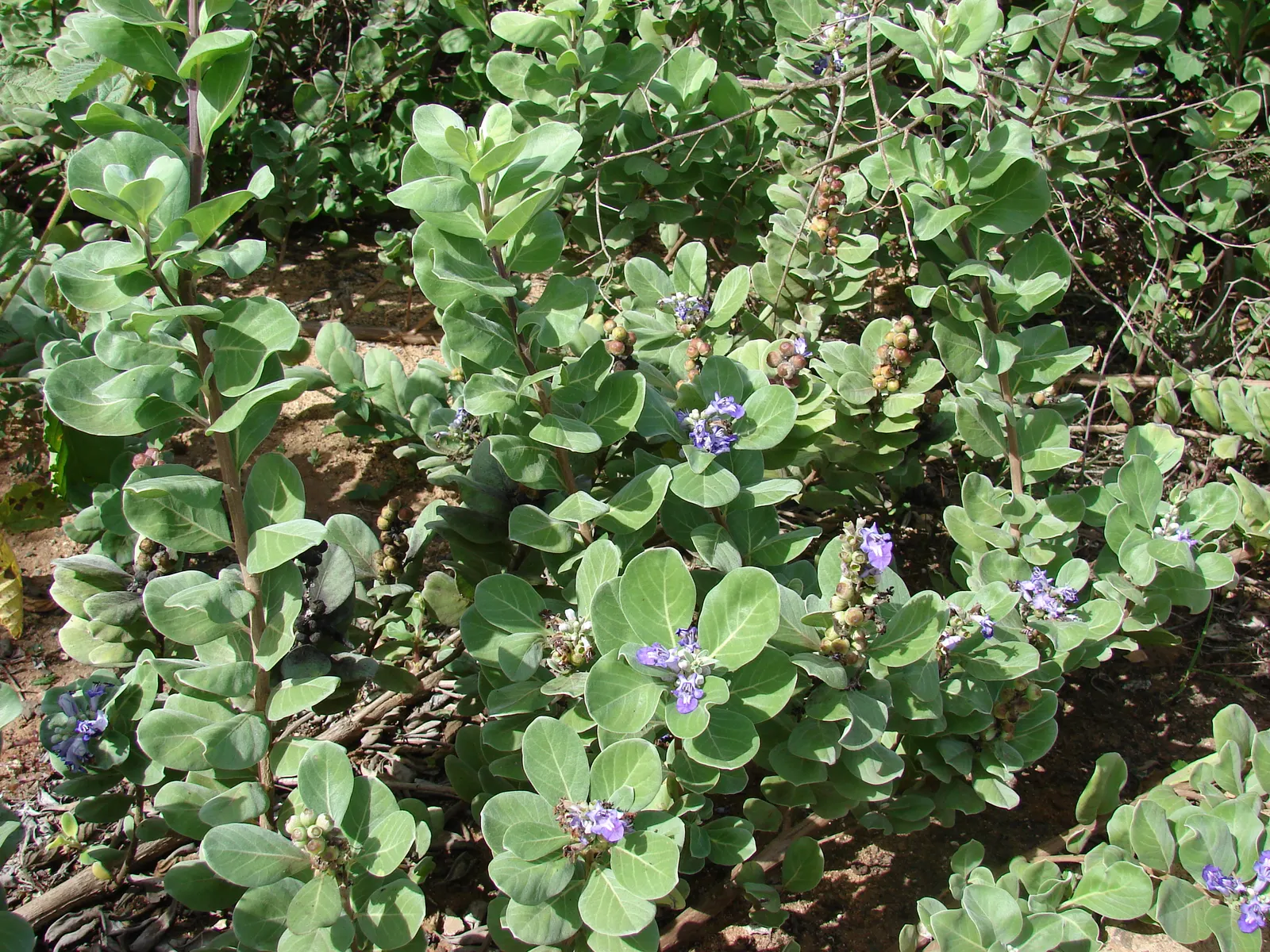 Beach Vitex (Vitex Rotundifolia) — ground cover / shrub for full