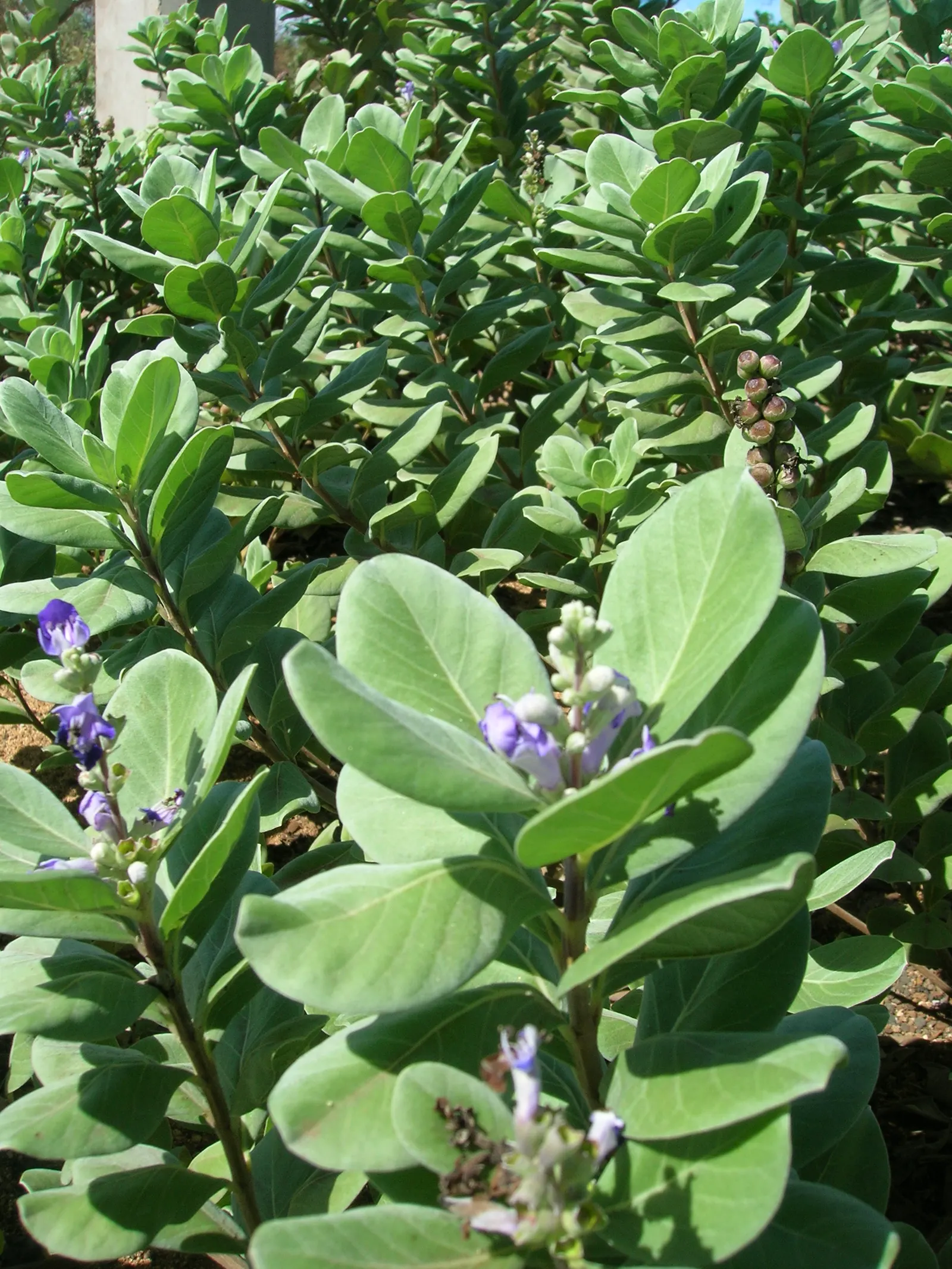 Beach Vitex (Vitex Rotundifolia) — Beach Vitex (Vitex rotundifolia) is an evergreen; hardy in USDA zones 6-11, it thrives in full sun and, image 82