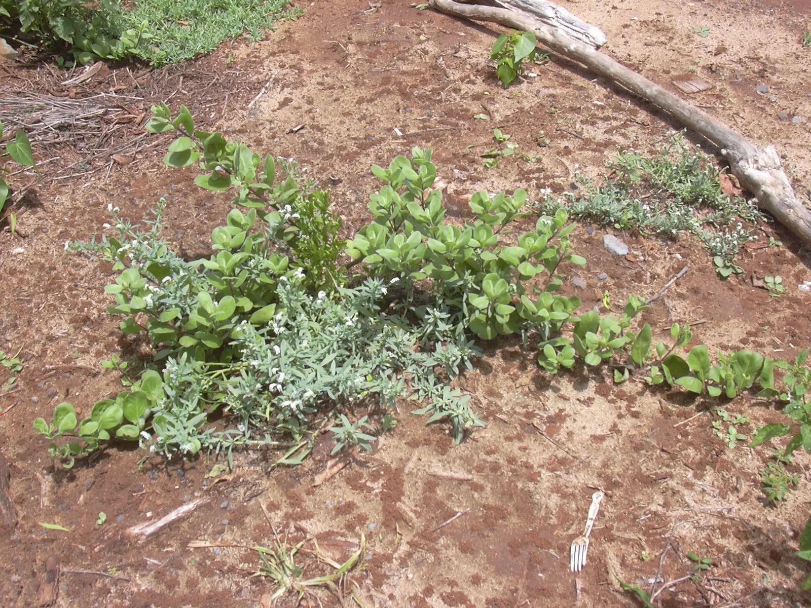 Beach Vitex (Vitex Rotundifolia) — making it a resilient choice for seaside gardens; routine management may be necessary to prevent it from becoming
