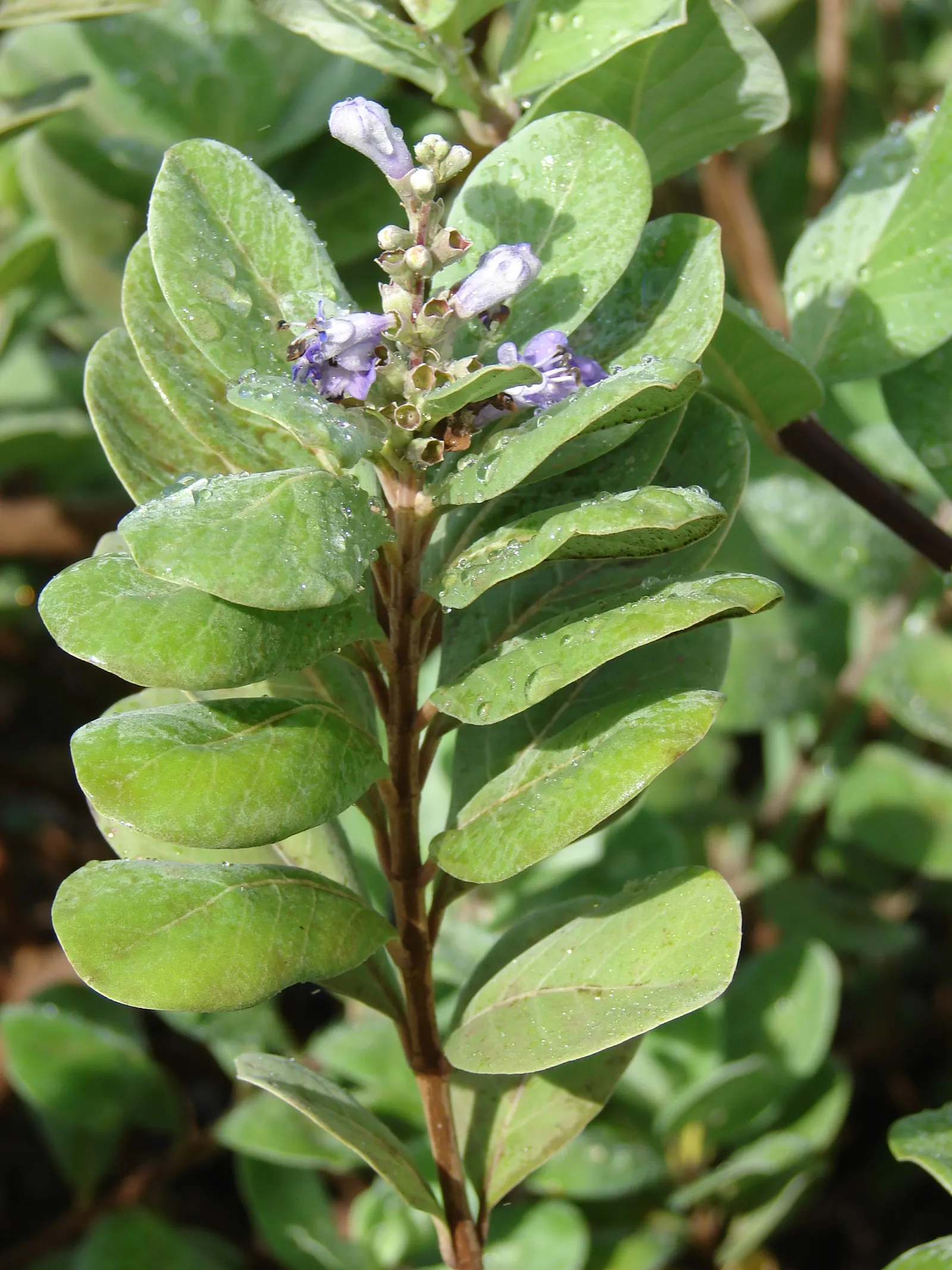 Beach Vitex (Vitex Rotundifolia) — reaching 1-2 ft tall with sprawling stems that can extend up to 12 ft; and are typically about 1 to 2 inches long, image 56