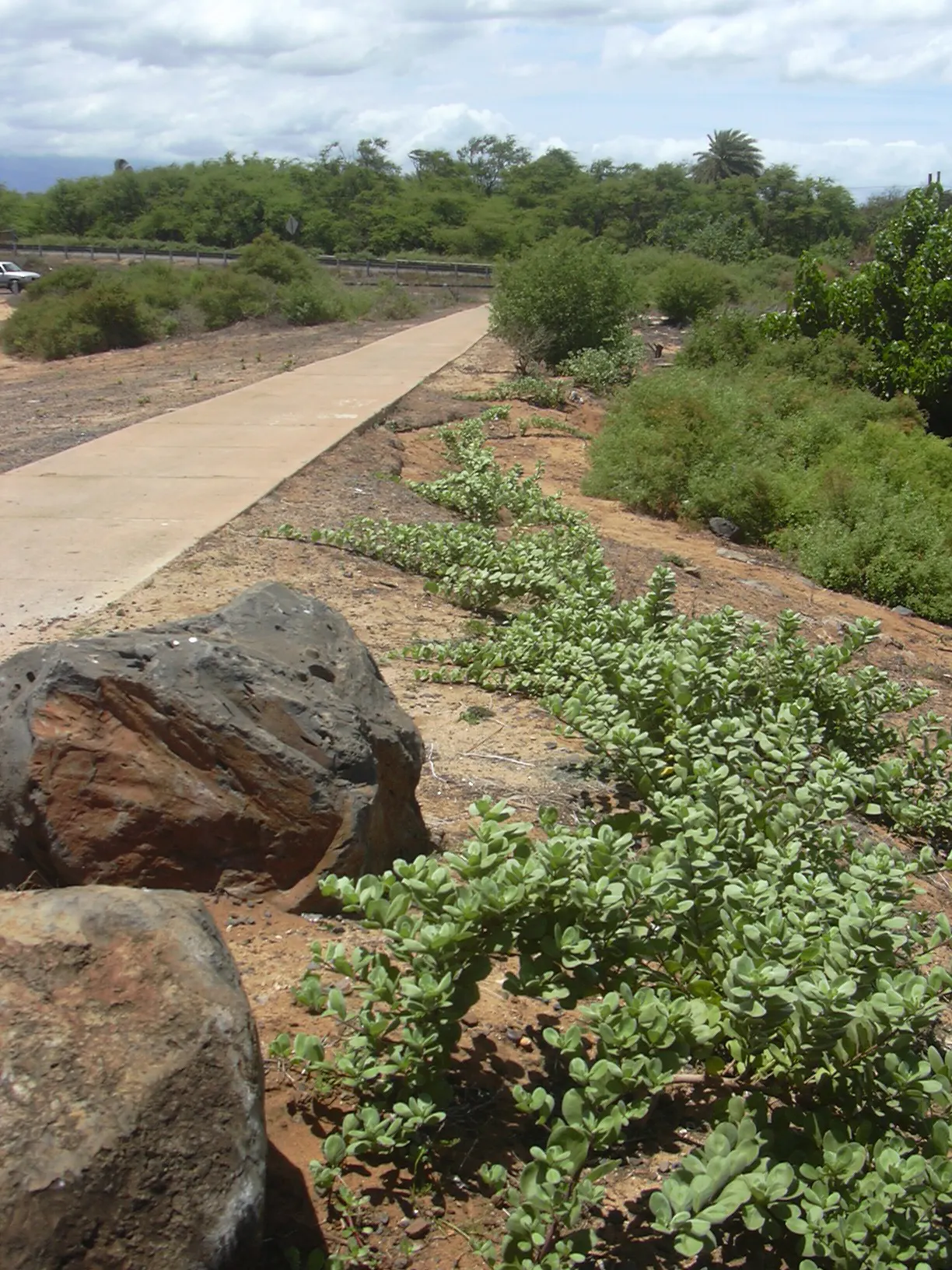 Beach Vitex (Vitex Rotundifolia) — Beach Vitex thrives in well-drained soils and is highly tolerant of salt spray