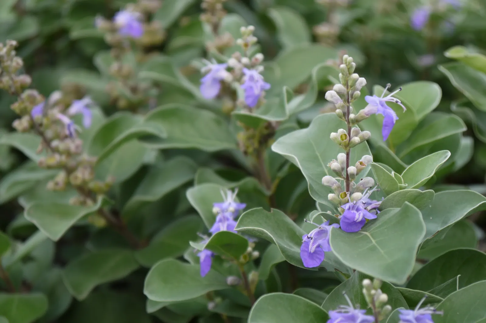Beach Vitex (Vitex Rotundifolia) — ground cover / shrub for full; low-maintenance ground cover with vibrant seasonal interest and ecological, image 81