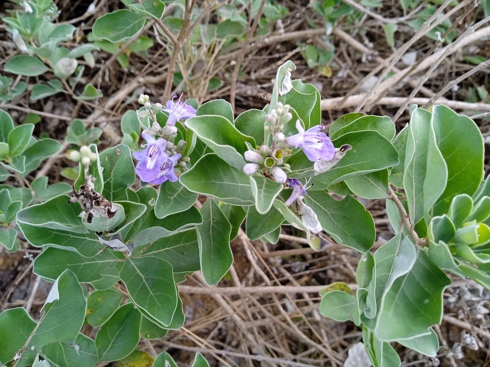 Beach Vitex (Vitex Rotundifolia) — lavender flowers in the garden; silver-green leaves that exude a unique aroma when handled