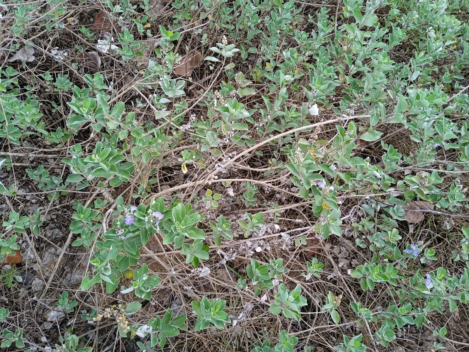 Beach Vitex (Vitex Rotundifolia) — Its rounded, silvery-green leaves and purplish-blue flowers provide coastal charm