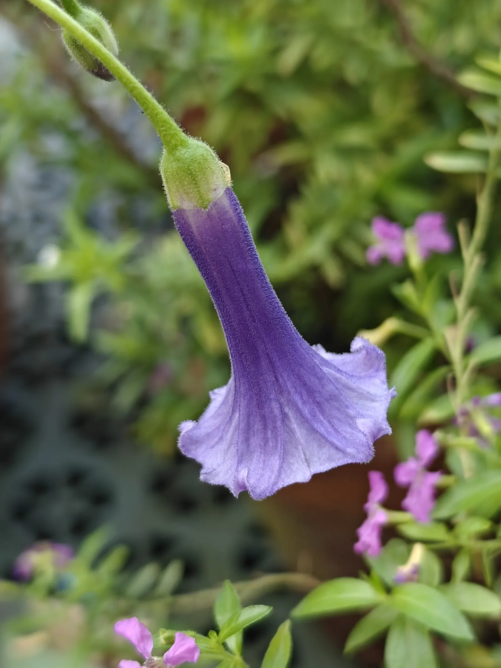 Mini Angel's Trumpet (Lochroma Australe) — Its moderate growth rate and manageable size make it ideal for smaller gardens or as a container specimen