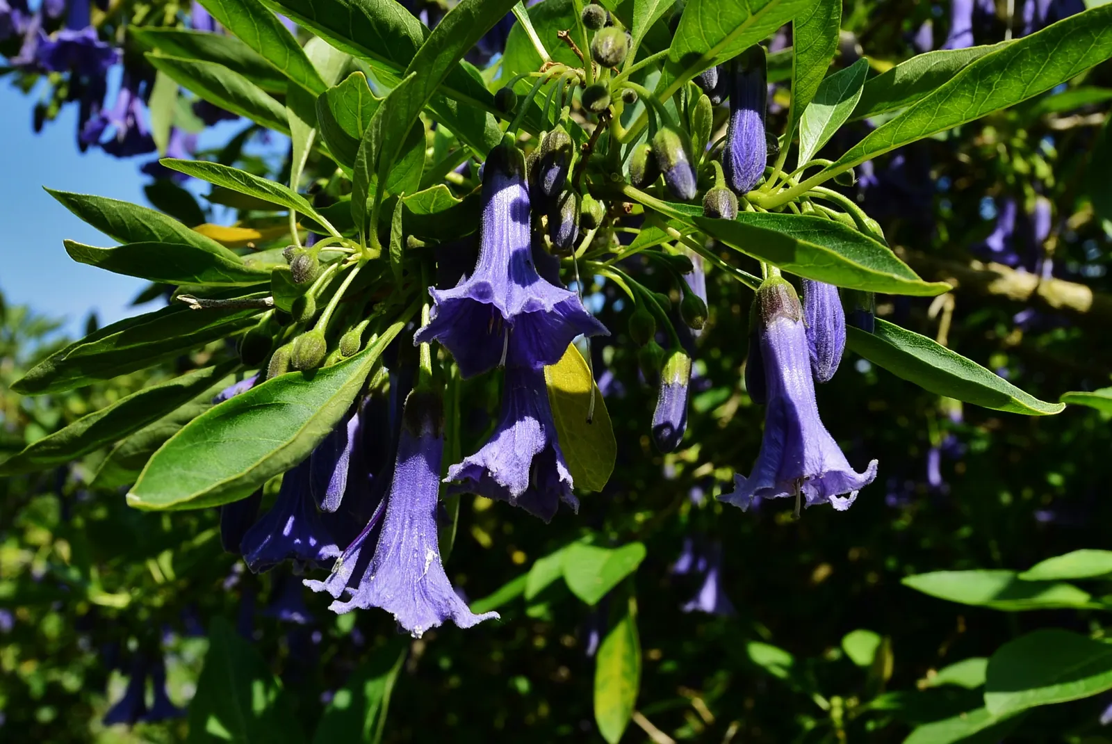 Mini Angel's Trumpet (Lochroma Australe) — Preferring well-drained soil, it performs best in full sun to partial shade