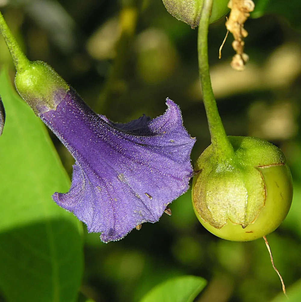 Mini Angel's Trumpet (Lochroma Australe) — Known for its tubular, deep blue to lavender flowers that bloom in abundance, it thrives in USDA zones 9-11