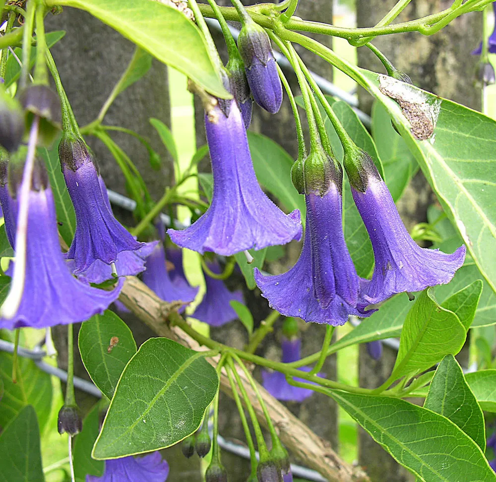 Mini Angel's Trumpet (Lochroma Australe) — semi-evergreen shrub reaching heights of 3-5 feet with a spread of 2-4 feet