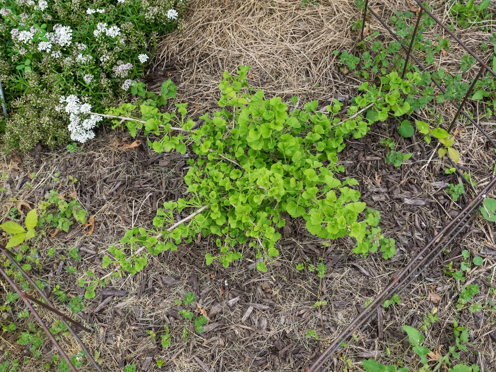 Dwarf Maidenhair Tree (Ginkgo Biloba 'Spring Grove') — The Ginkgo biloba 'Spring Grove' is a dwarf variant of the ancient maidenhair tree