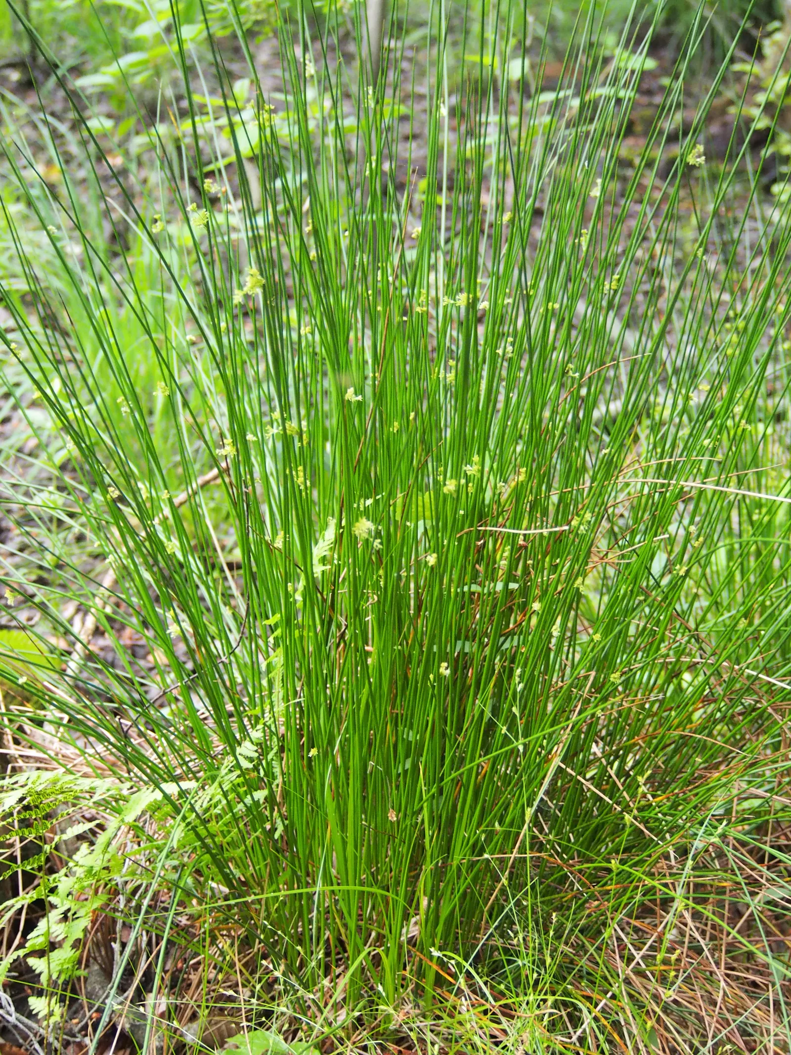 Soft Rush (Juncus Effusus) — vertical interest to landscape designs; juncus effusus offers an appealing texture contrast when placed against, image 66