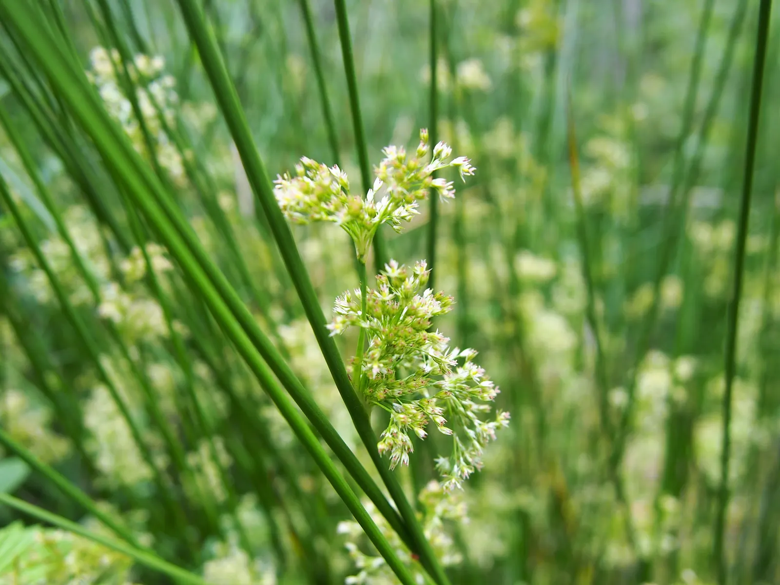 Soft Rush (Juncus Effusus) — the Soft Rush is also surprisingly adaptable to garden conditions; or as a naturalized meadow accent, image 70