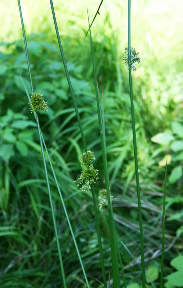 Soft Rush (Juncus Effusus) — Despite its preference for full sun, image 73