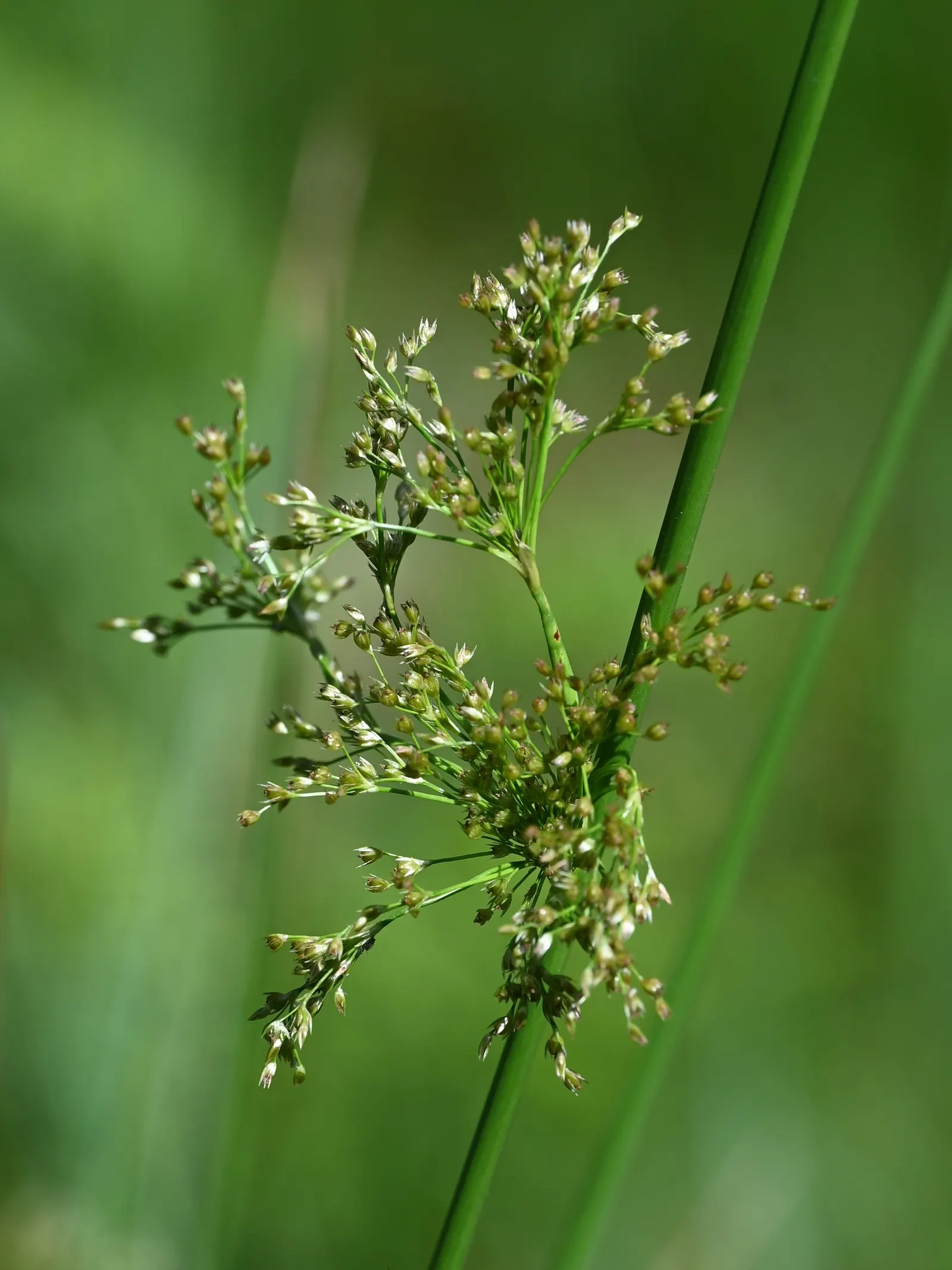 Soft Rush (Juncus Effusus) — the Soft Rush is also surprisingly adaptable to garden conditions