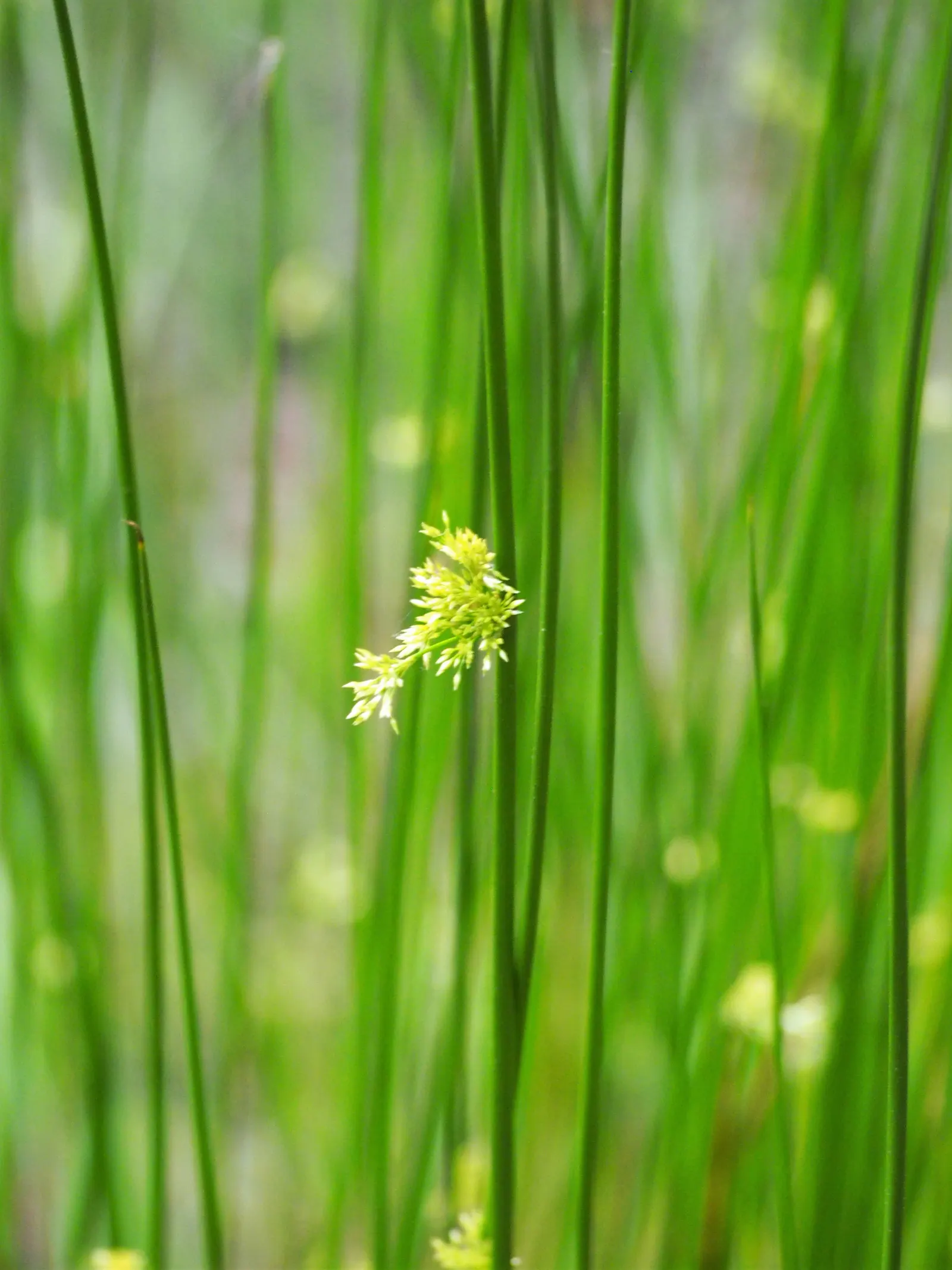 Soft Rush (Juncus Effusus) — vertical interest to landscape designs; juncus effusus offers an appealing texture contrast when placed against broad-leaved