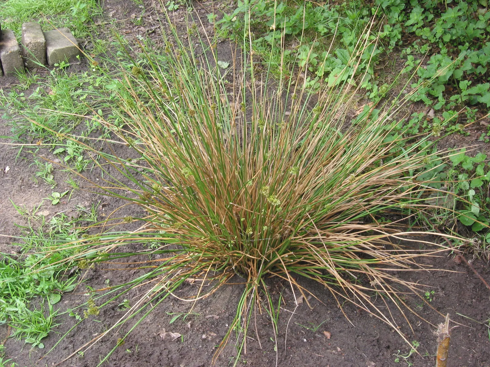 Soft Rush (Juncus Effusus) — scientifically named Juncus effusus; cylindrical stems create a striking fountain-like clump