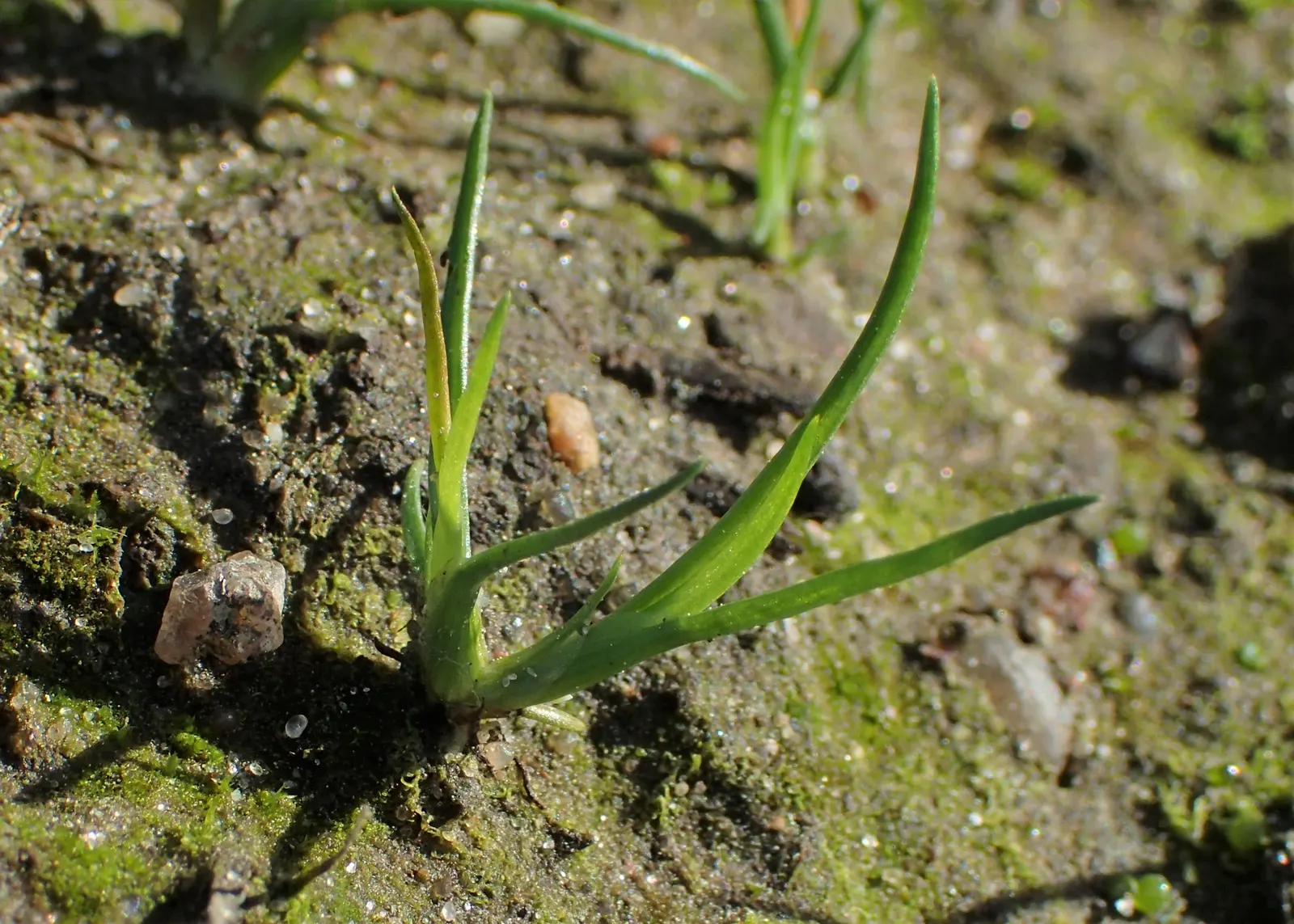 Soft Rush (Juncus Effusus) — Juncus effusus offers an appealing texture contrast when placed against broad-leaved plants or groundcovers, image 82