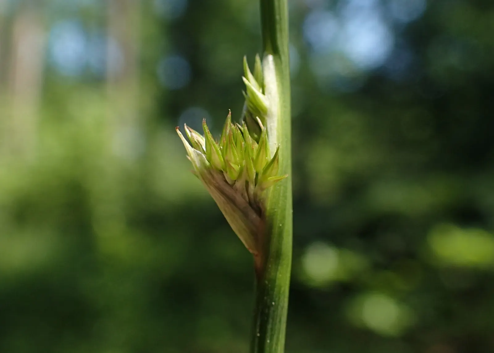 Soft Rush (Juncus Effusus) — This low-maintenance plant adds year-round interest and texture to any landscape