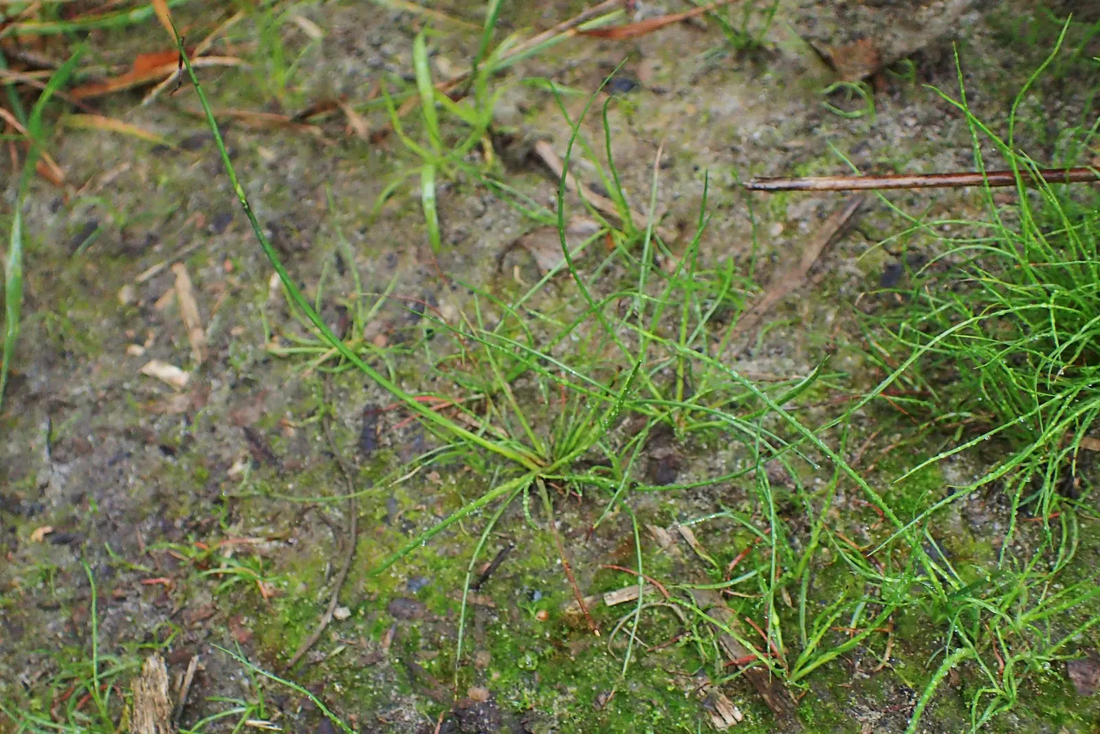 Soft Rush (Juncus Effusus) — though it may result in less dense growth; grass for full or half or shade, image 75