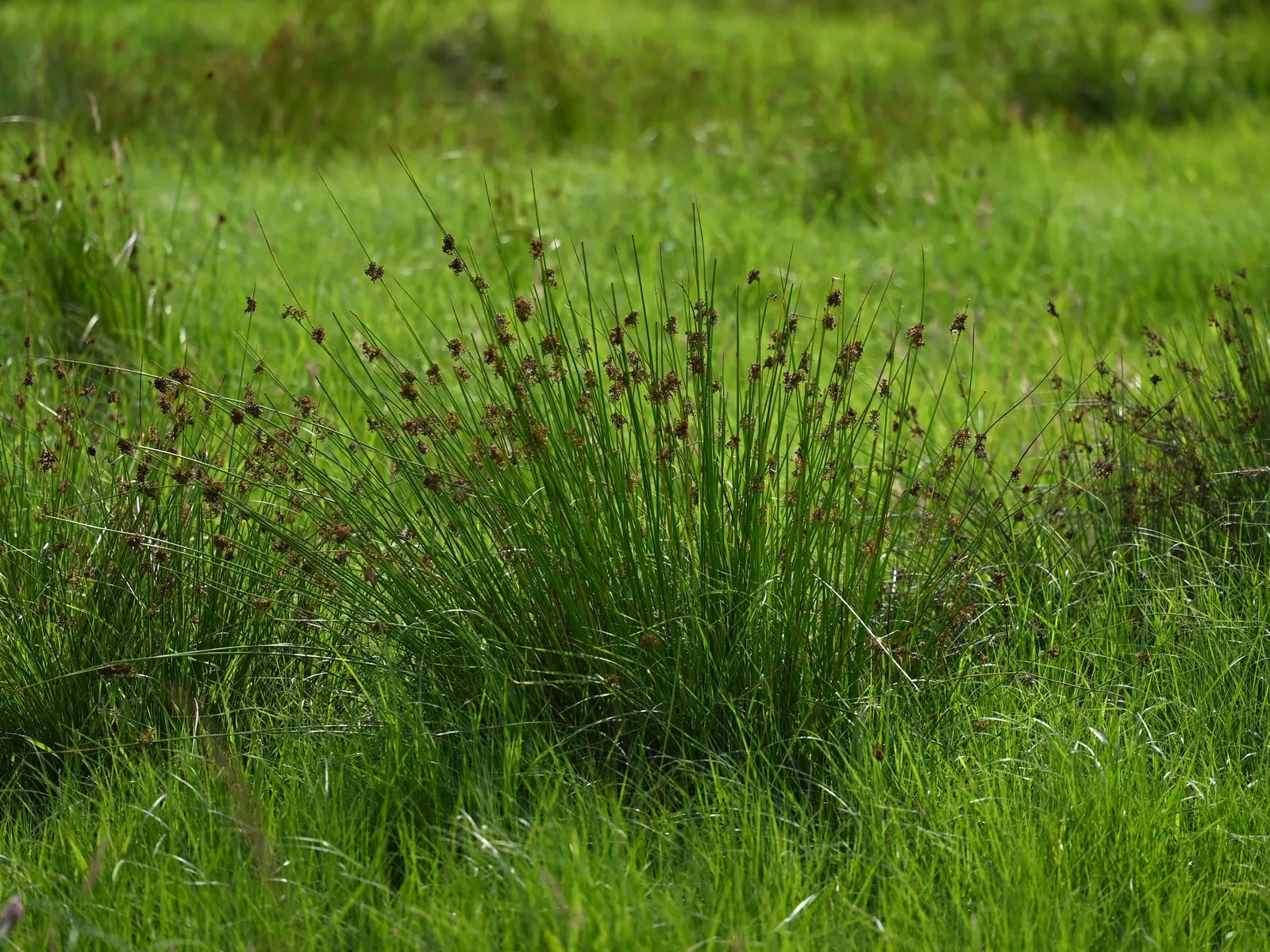 Soft Rush (Juncus Effusus) — vertical interest to landscape designs