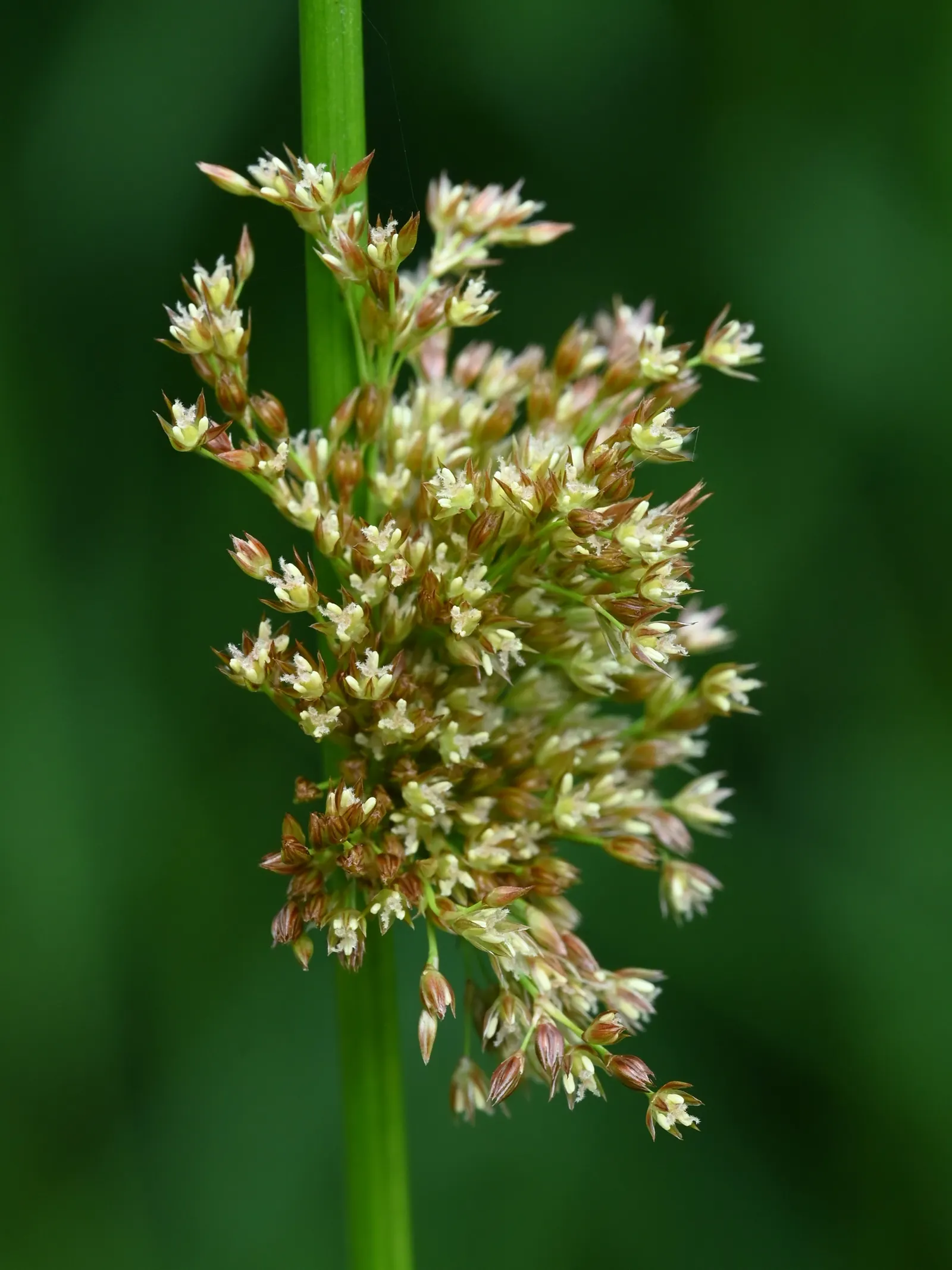 Soft Rush (Juncus Effusus) — making it both a functional and visually pleasing choice for diverse landscaping projects
