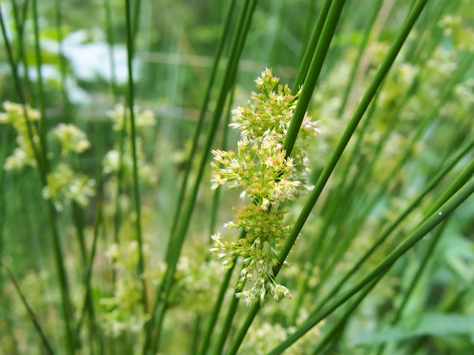 Soft Rush (Juncus Effusus) — scientifically named Juncus effusus; cylindrical stems create a striking fountain-like clump, image 64