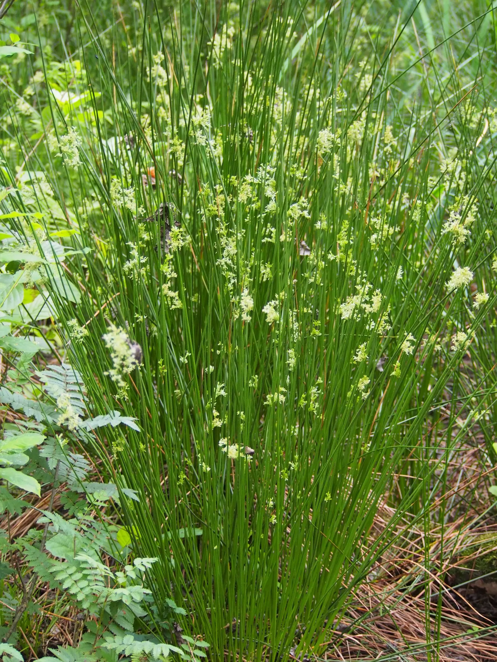 Soft Rush (Juncus Effusus) — It requires minimal maintenance and is not typically subject to serious pest or disease issues; is an elegant perennial that