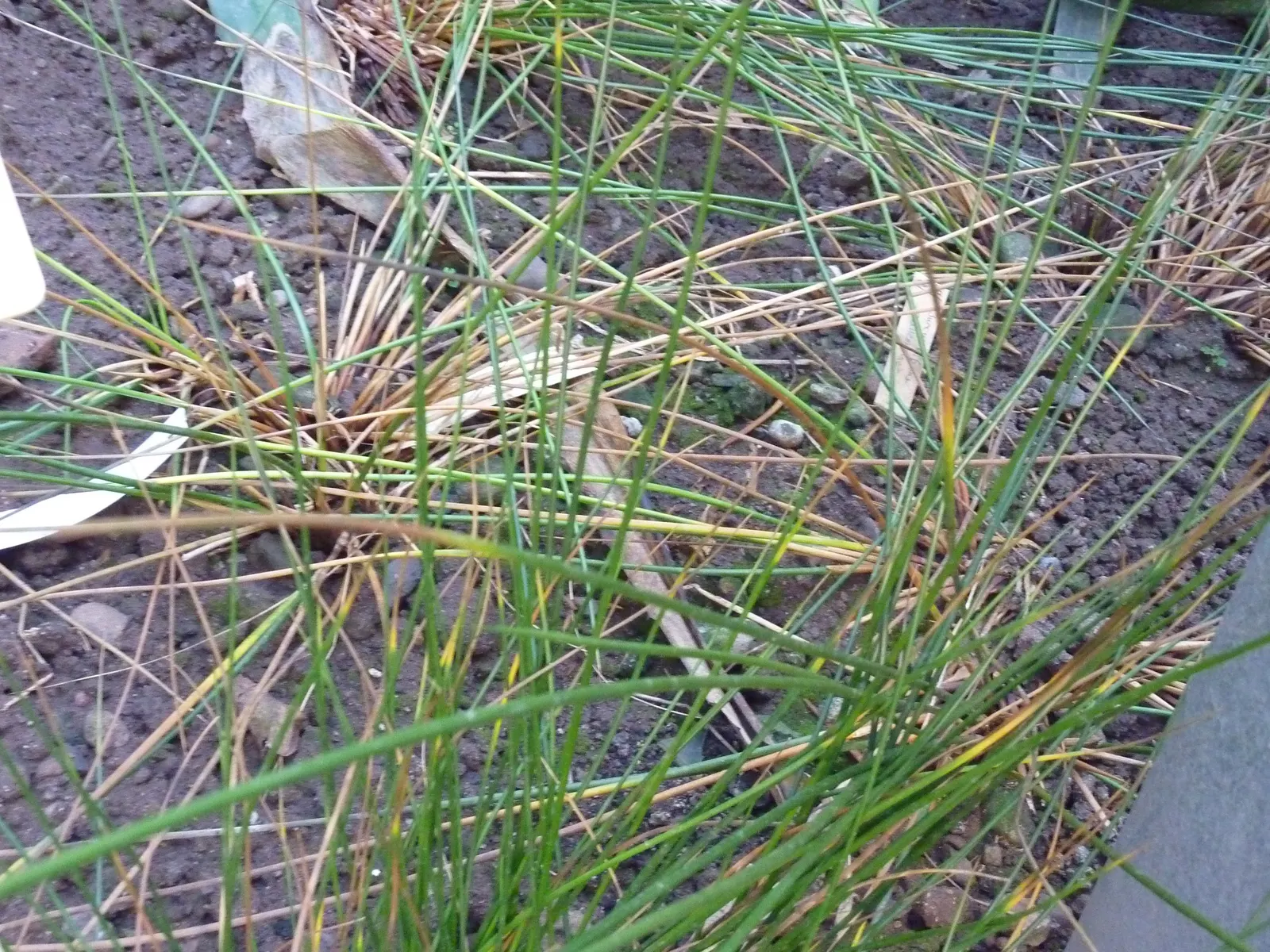 Soft Rush (Juncus Effusus) — this hardy plant thrives in USDA hardiness zones 4 through 9; vertical interest to landscape designs