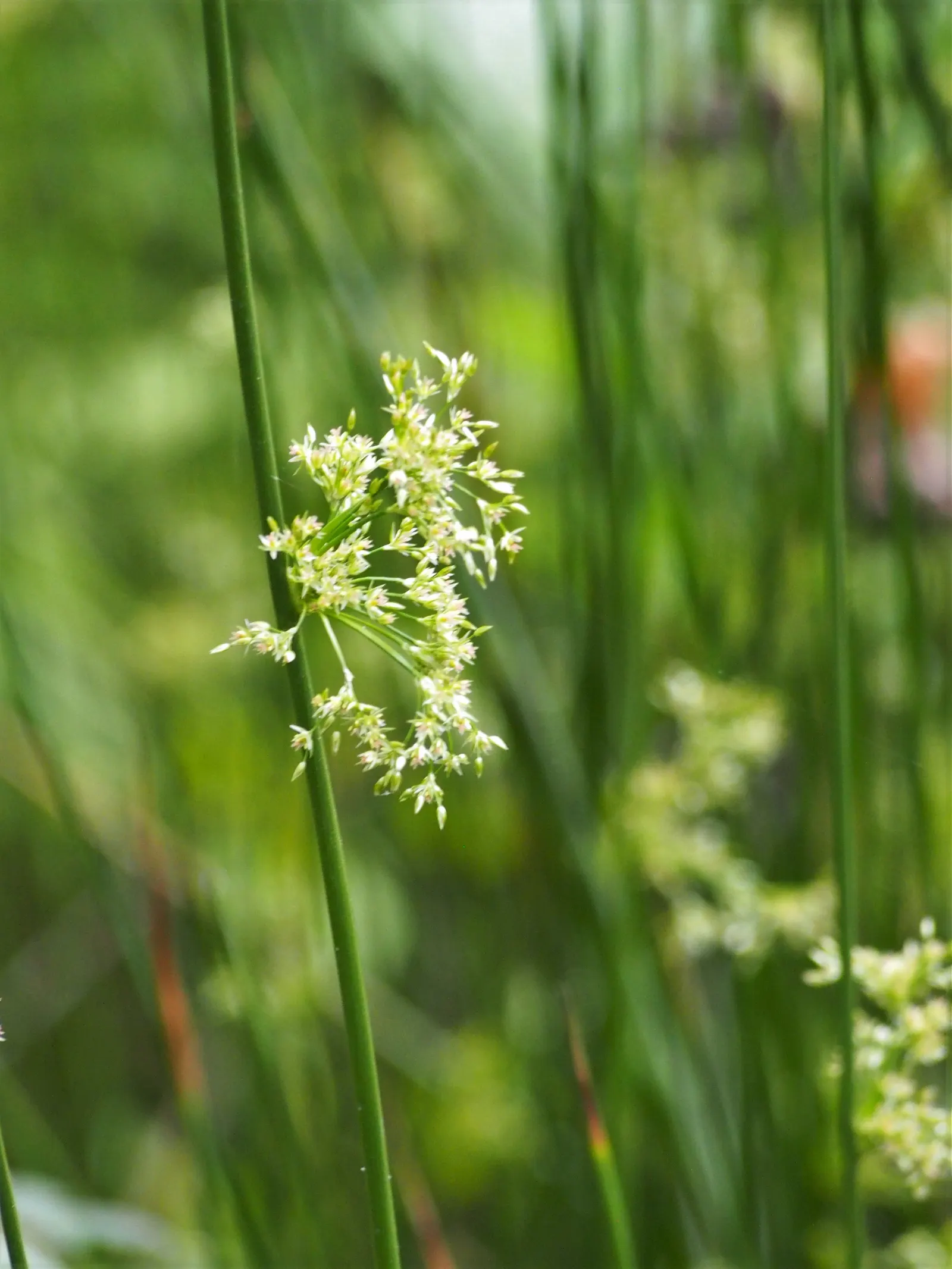 Soft Rush (Juncus Effusus) — or as a naturalized meadow accent
