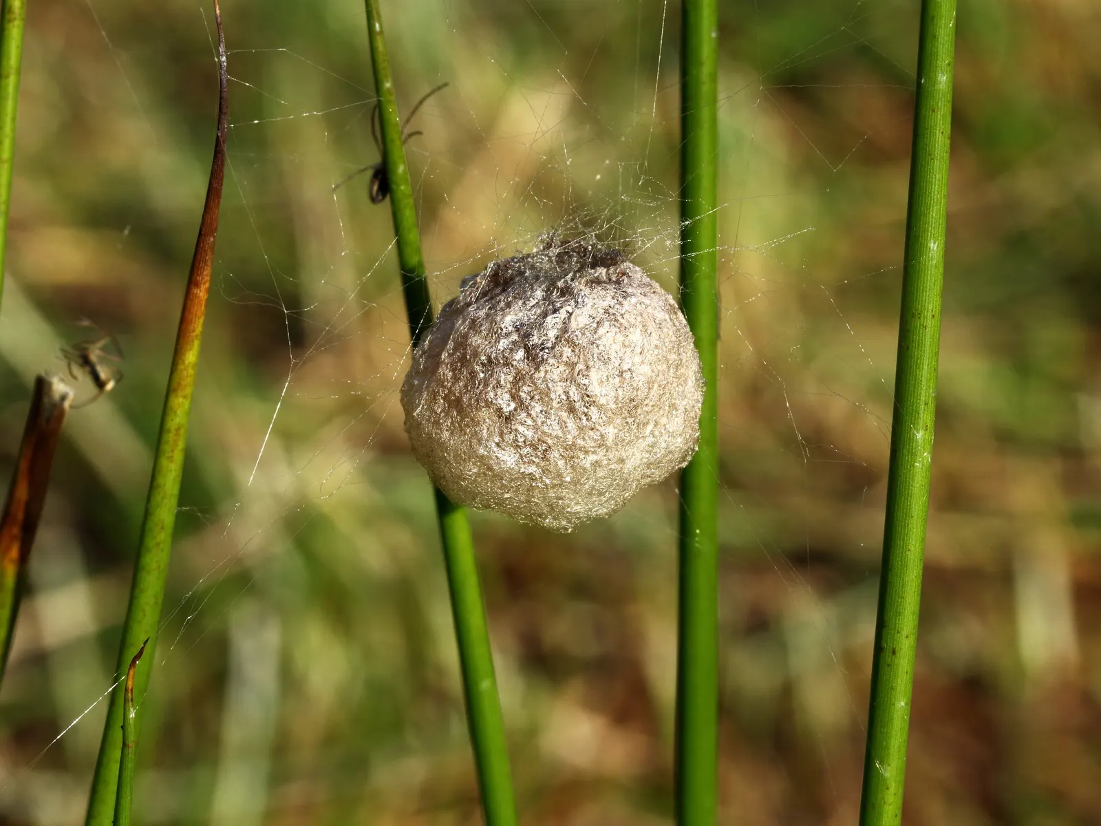 Soft Rush (Juncus Effusus) — <br><br>The Soft Rush flowers from June to September; this hardy plant thrives in USDA hardiness zones 4 through 9